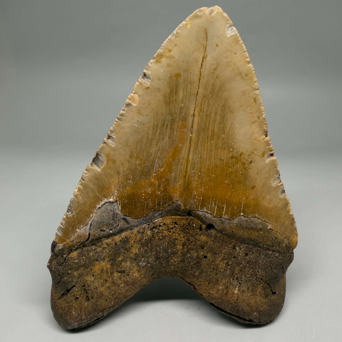 Back View Colorful, heart-shaped 5.18" Authentic Megalodon Tooth – North Carolina Fossil | Carcharocles megalodon megalodonteeth.com CM6720