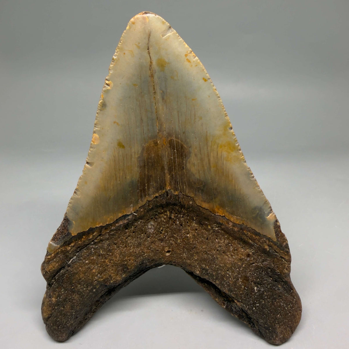 Back View Colorful, heart-shaped 5.19" Authentic Megalodon Tooth – North Carolina Fossil | Carcharocles megalodon megalodonteeth.com CM6714