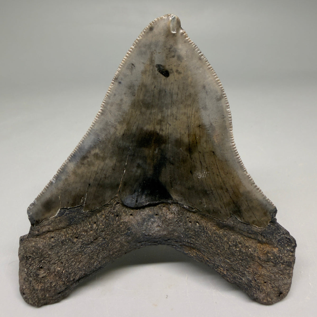 Back View Rarely Offered Deformed (Pathological) 3.40" Fossil Megalodon Shark Tooth from South Carolina megalodonteeth.com CM6560
