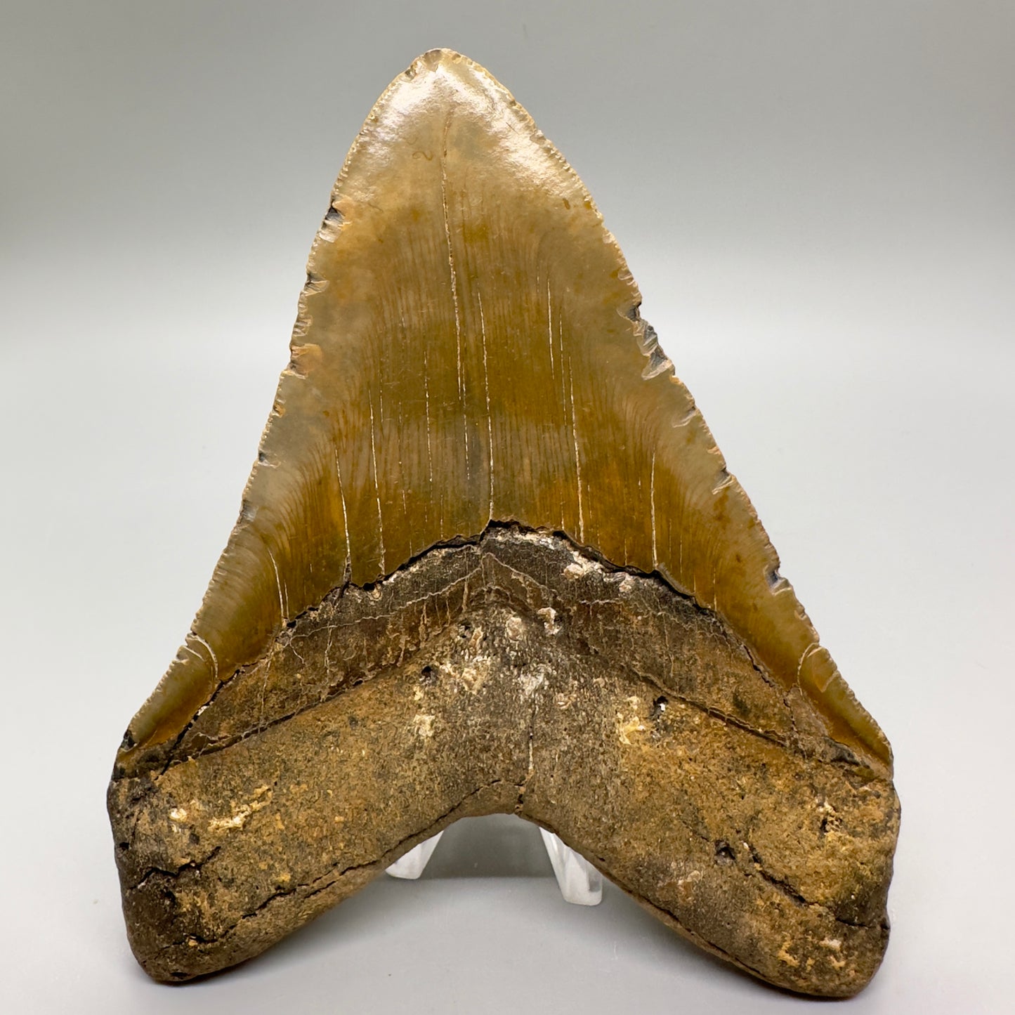 EXTRA LARGE 6.07" Fossil Megalodon Tooth - Wilmington North Carolina MJ108 - Back