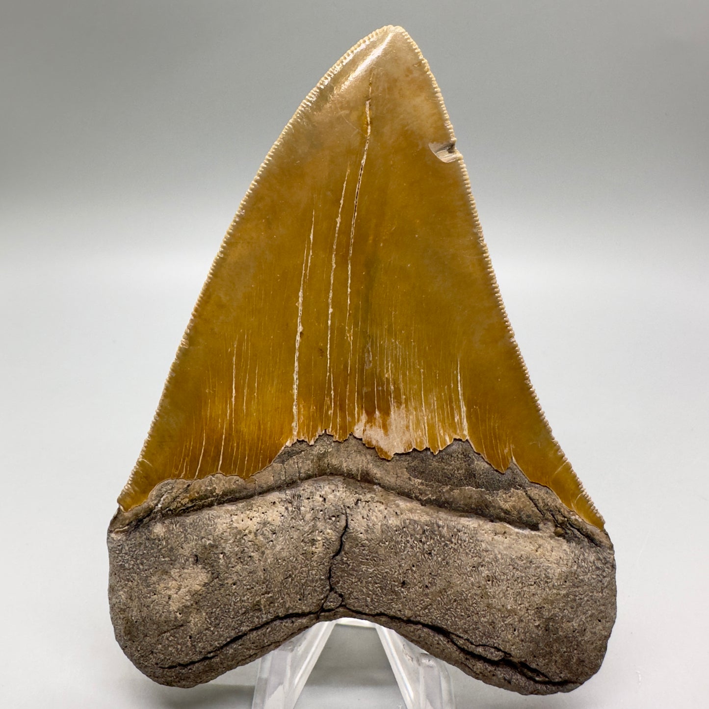 Colorful, sharply serrated 4.80" Fossil Megalodon Tooth from North Carolina MJ109 - Back