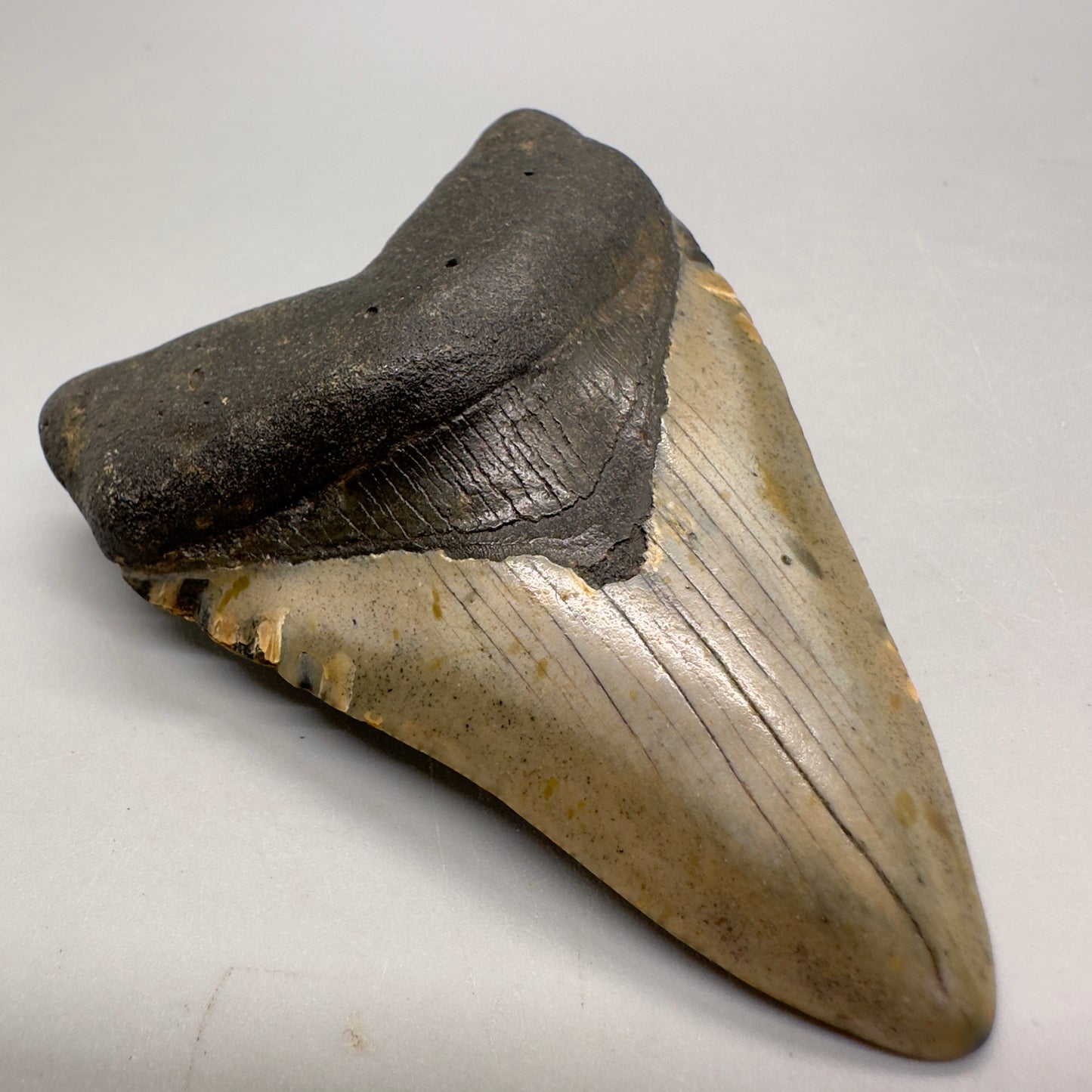 Colorful 3.41" Fossil Megalodon Tooth from North Carolina