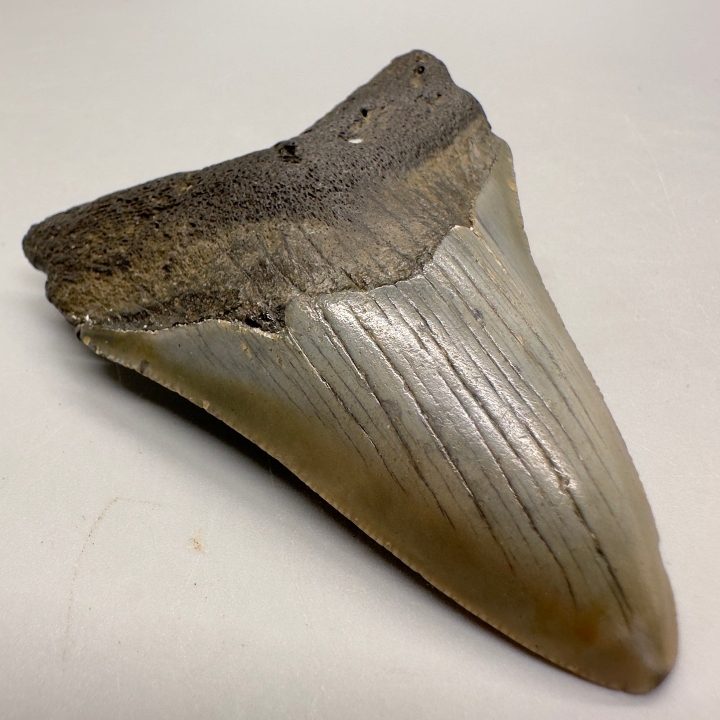 Colorful 3.07" Fossil Megalodon Tooth from North Carolina MJ102 - Front left