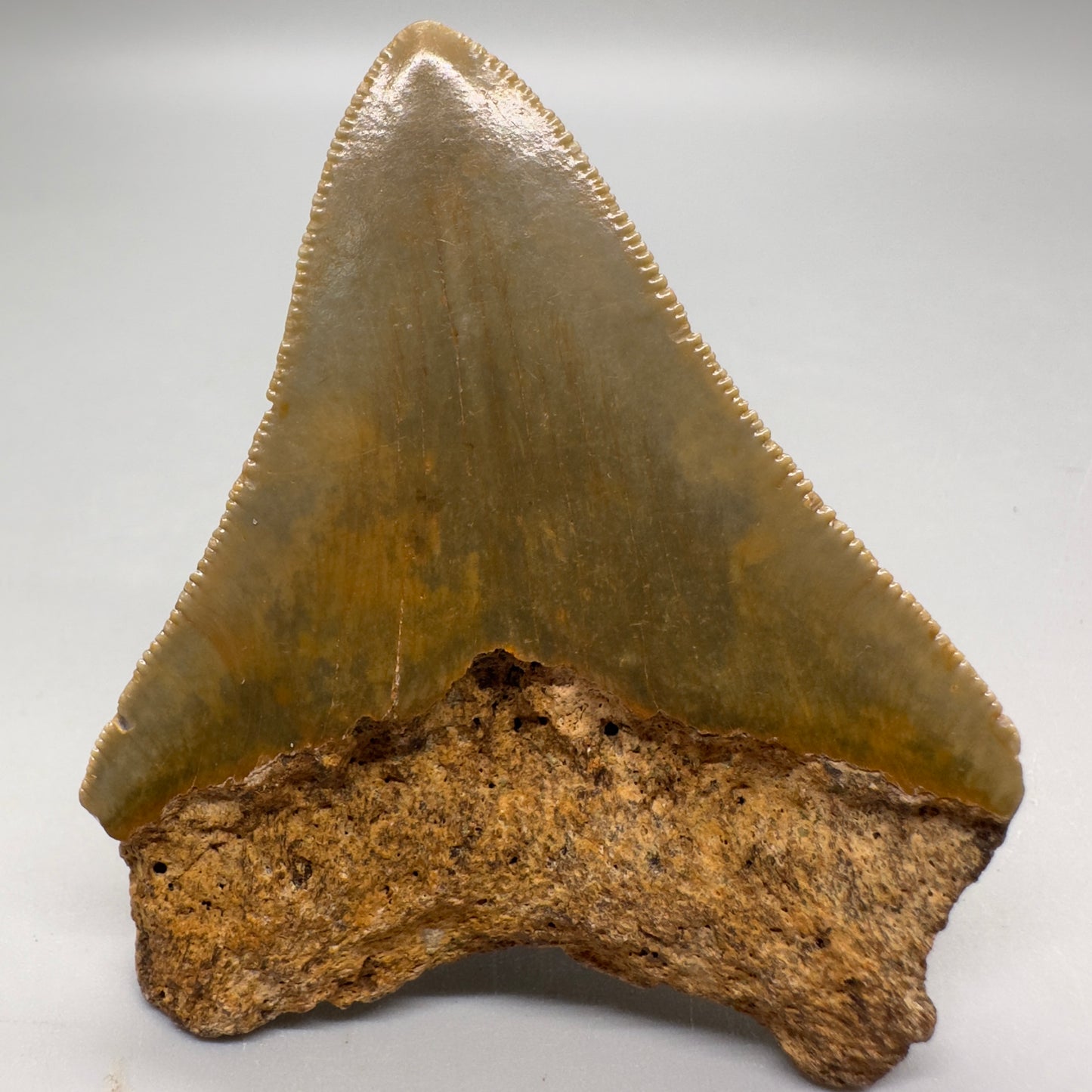 Sharply serrated, colorful 2.69" Authentic Fossil Megalodon Tooth from North Carolina MJ101 - Back