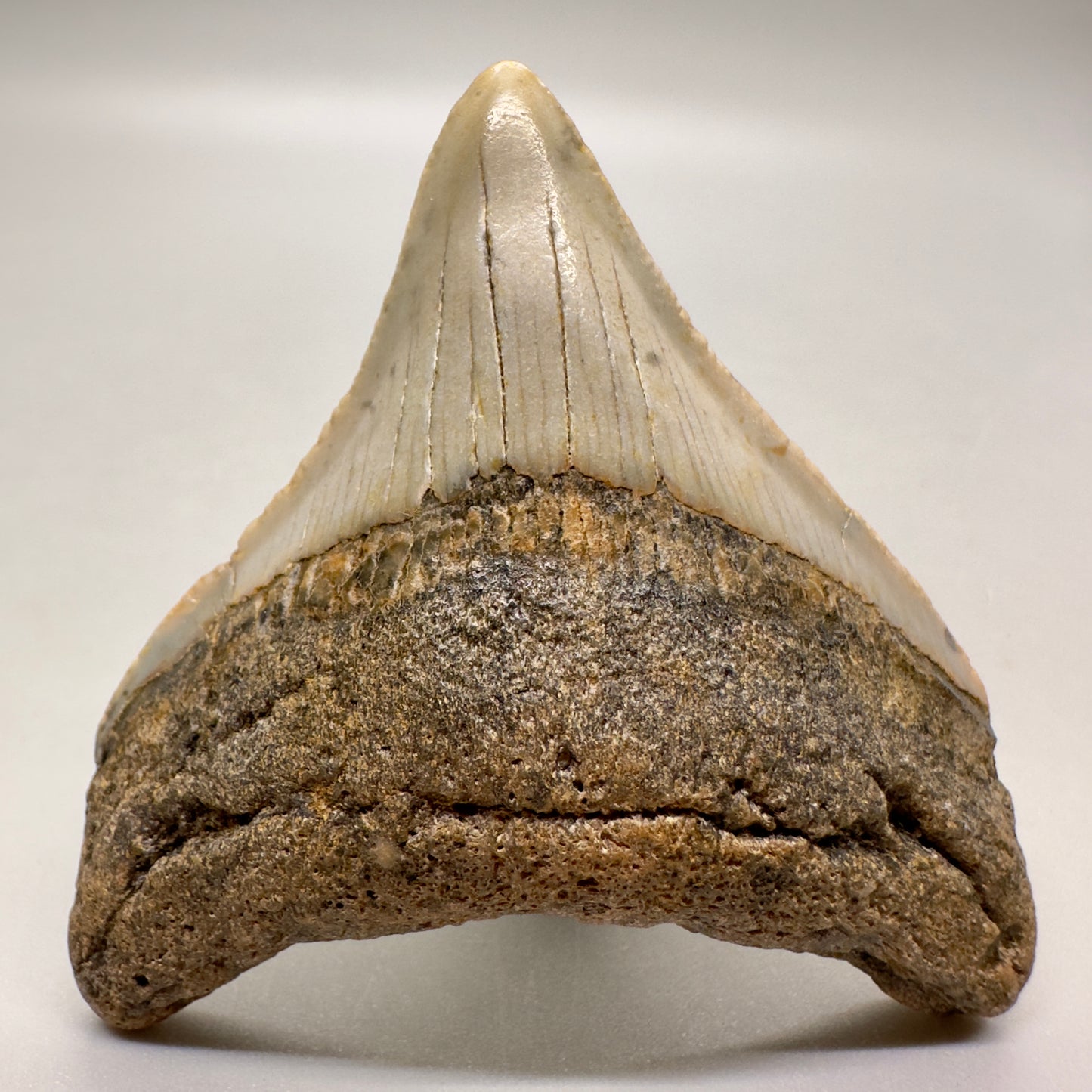 Colorful posterior 2.57" Fossil Megalodon Tooth from North Carolina Diving Discovery MJ100 - Front