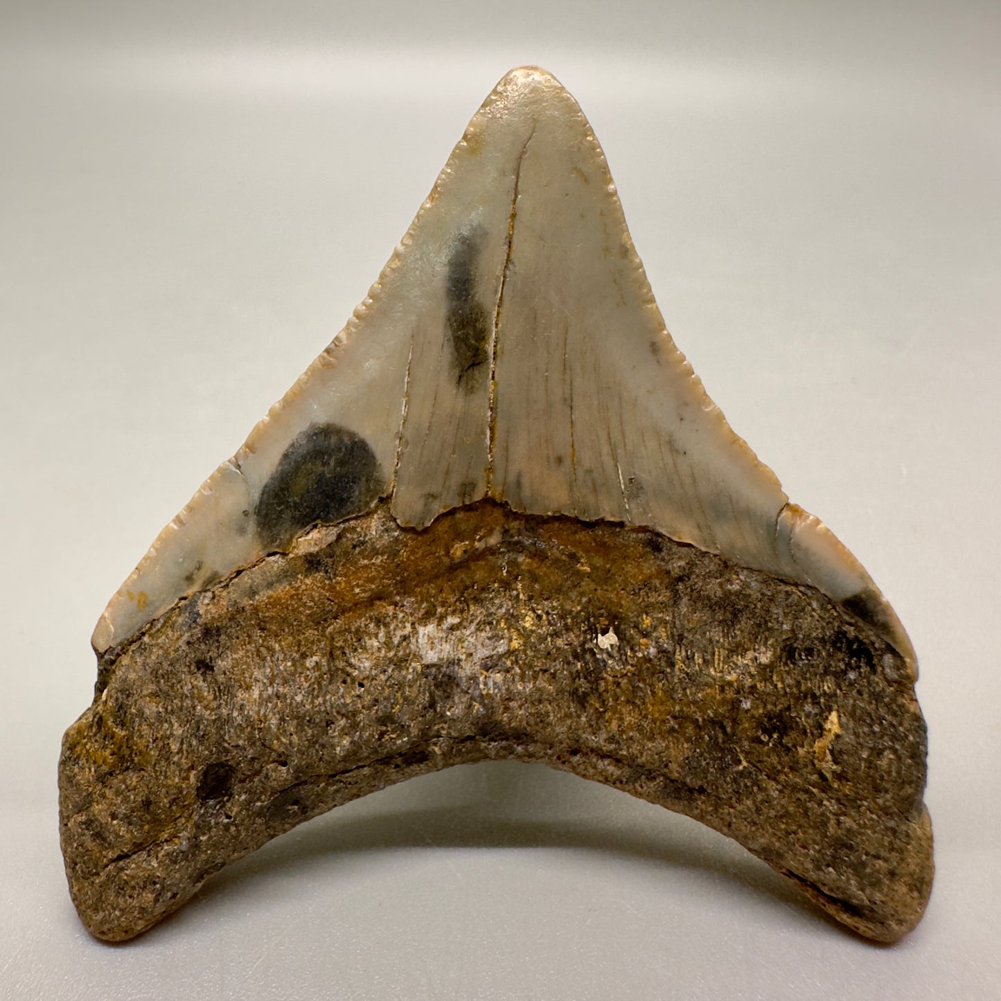 Colorful posterior 2.57" Fossil Megalodon Tooth from North Carolina Diving Discovery MJ100 - Back
