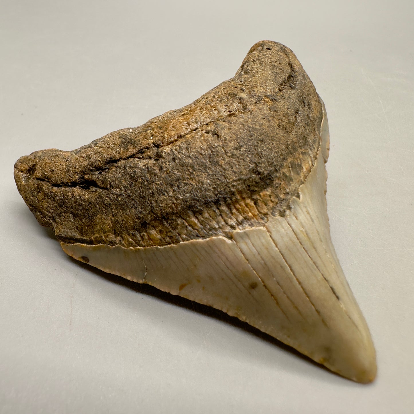 Colorful posterior 2.57" Fossil Megalodon Tooth from North Carolina Diving Discovery MJ100 - Front left