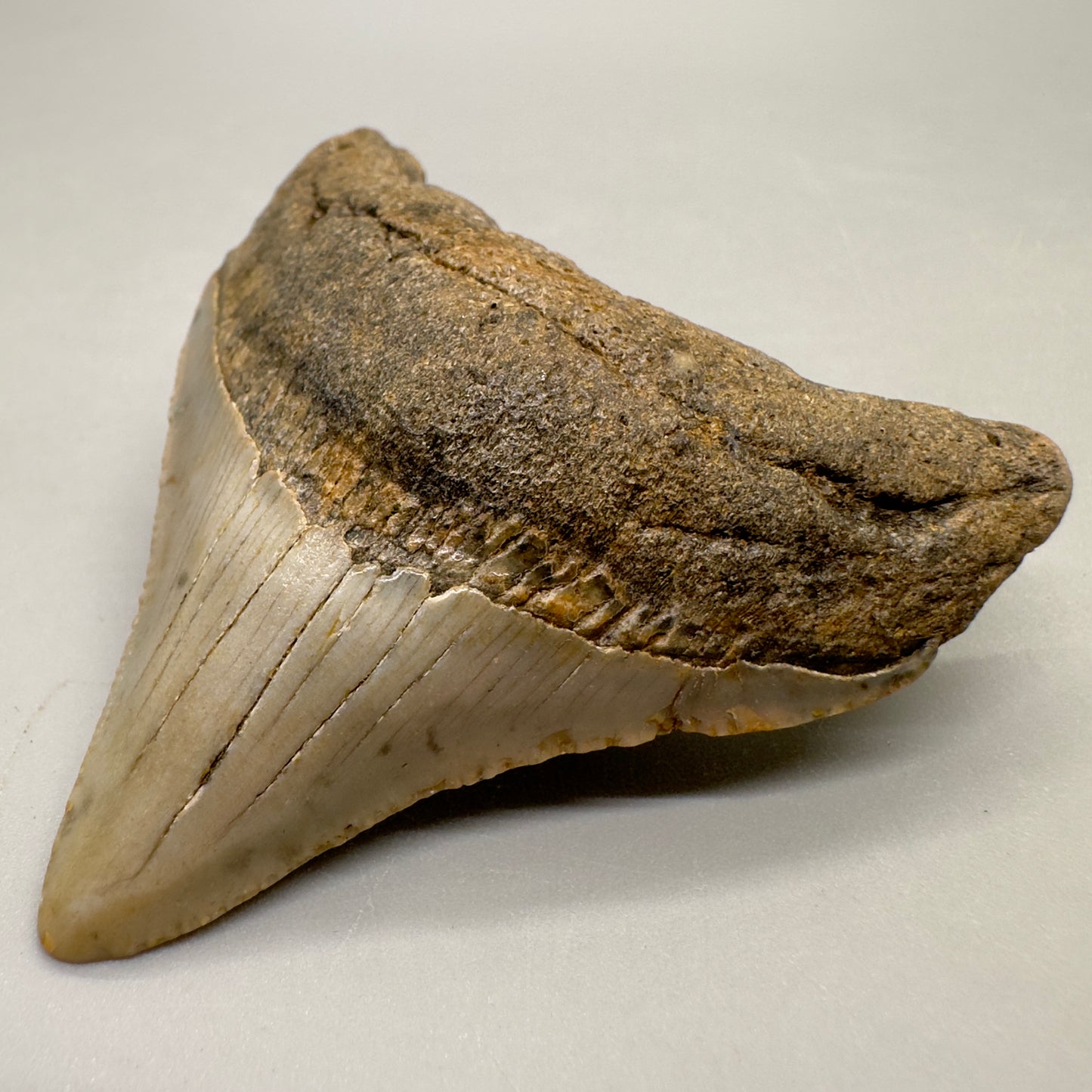 Colorful posterior 2.57" Fossil Megalodon Tooth from North Carolina Diving Discovery MJ100 - Front right