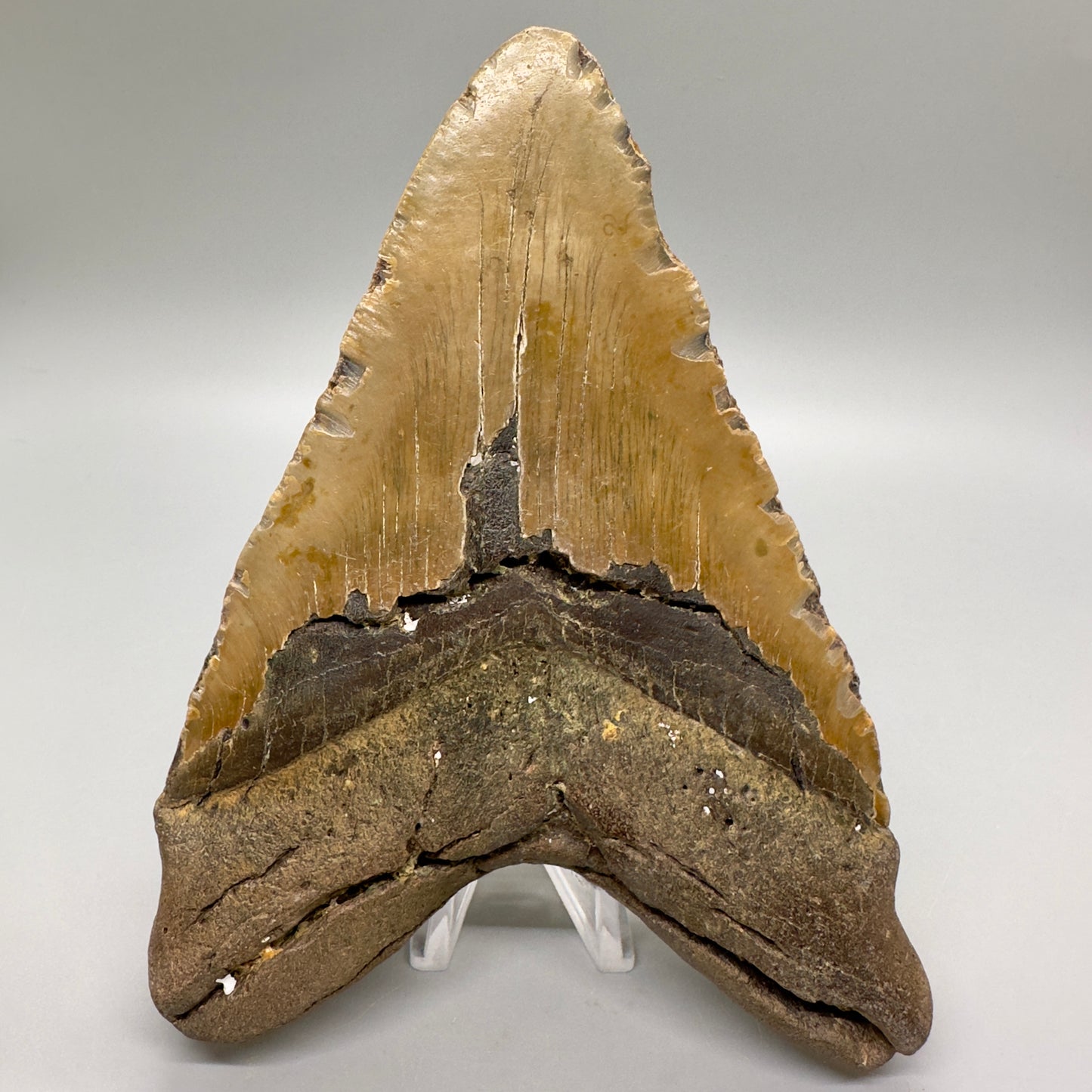 EXTRA LARGE, affordable 6.11" Megalodon Fossil - Wilmington North Carolina MJ129 - Back