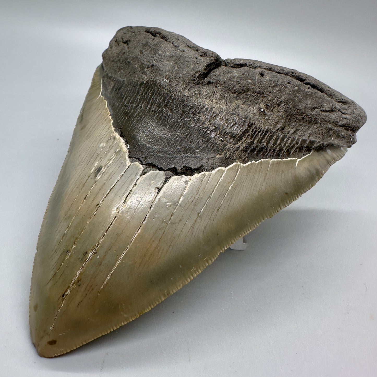 Sharply Serrated, gorgeous colors 5.61" Fossil Megalodon Tooth - North Carolina MJ125 - Front right