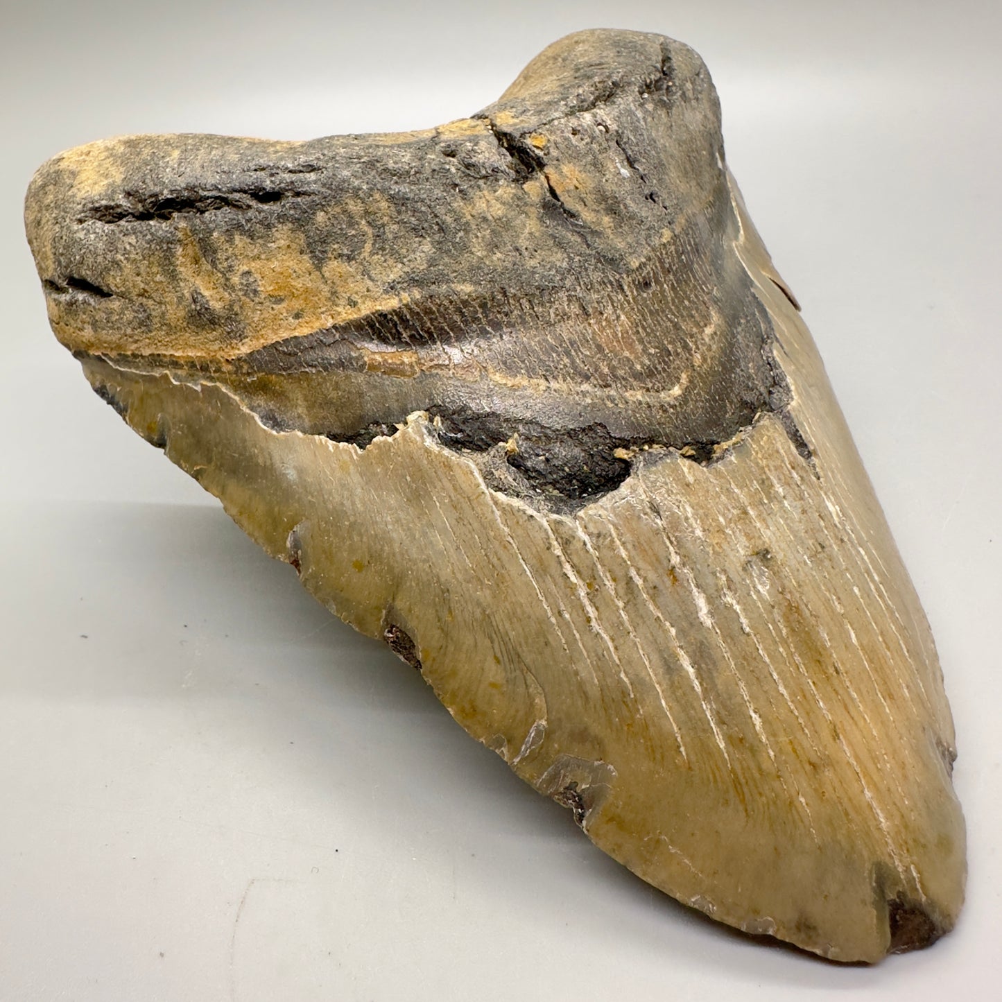 Massive 5.86" Colorful Fossil Megalodon Tooth - North Carolina MJ127 - Front left