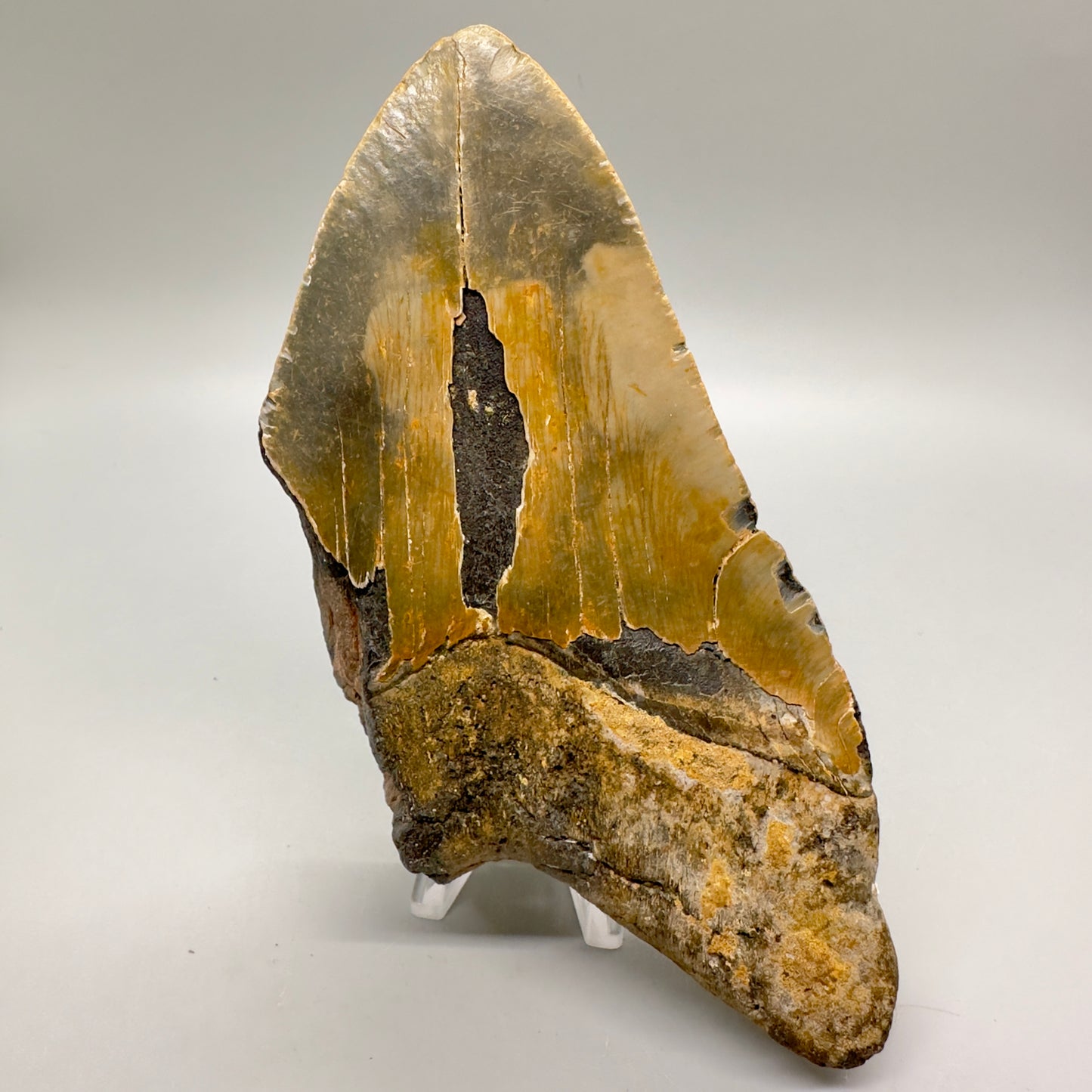 EXTRA LARGE, affordable 6.10" Megalodon Fossil - Wilmington North Carolina MJ128 - Back