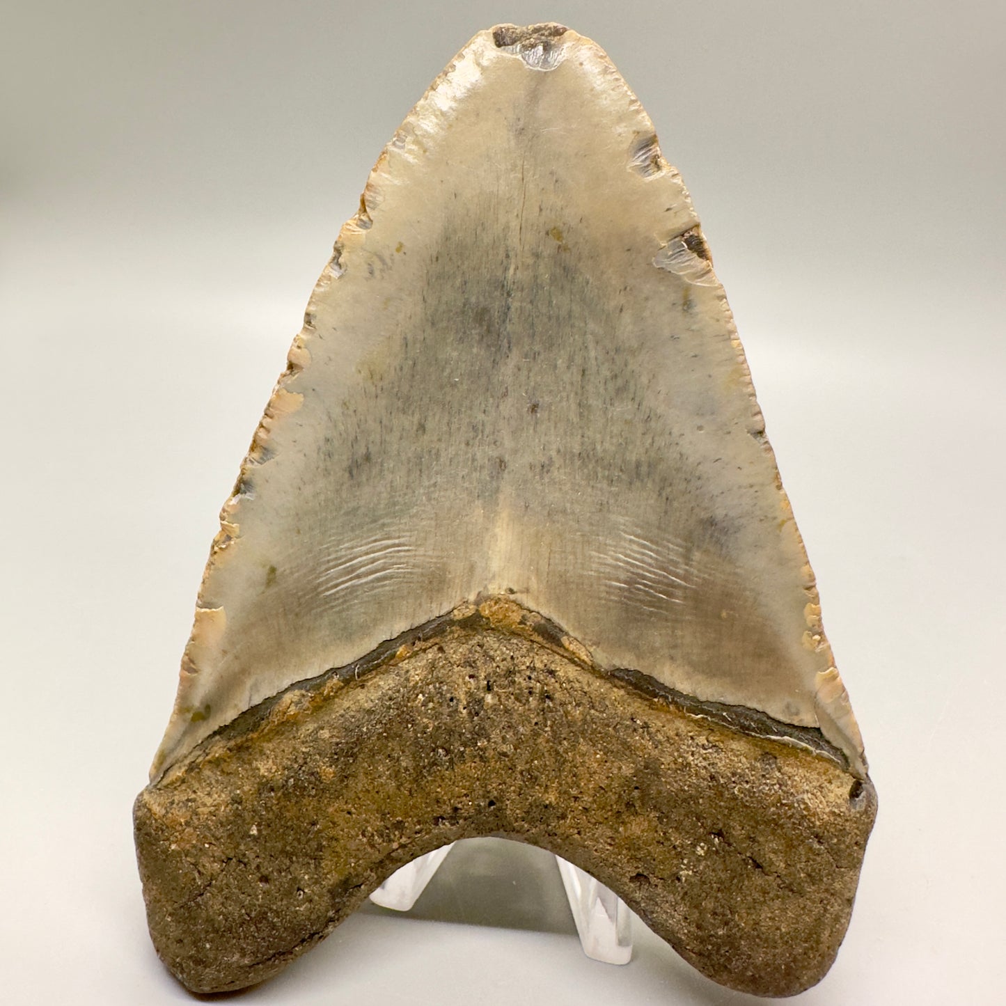Gorgeous colors and prints 5.15" Fossil Megalodon Tooth - North Carolina MJ123 - Back