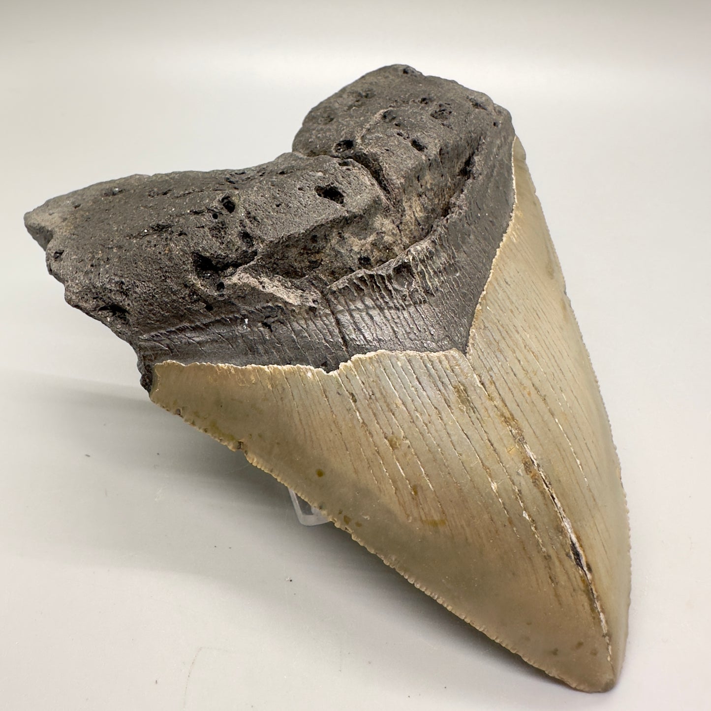 Heart-Shape 5.36" Fossil Megalodon Tooth - Wilmington, North Carolina MJ124 - Front left