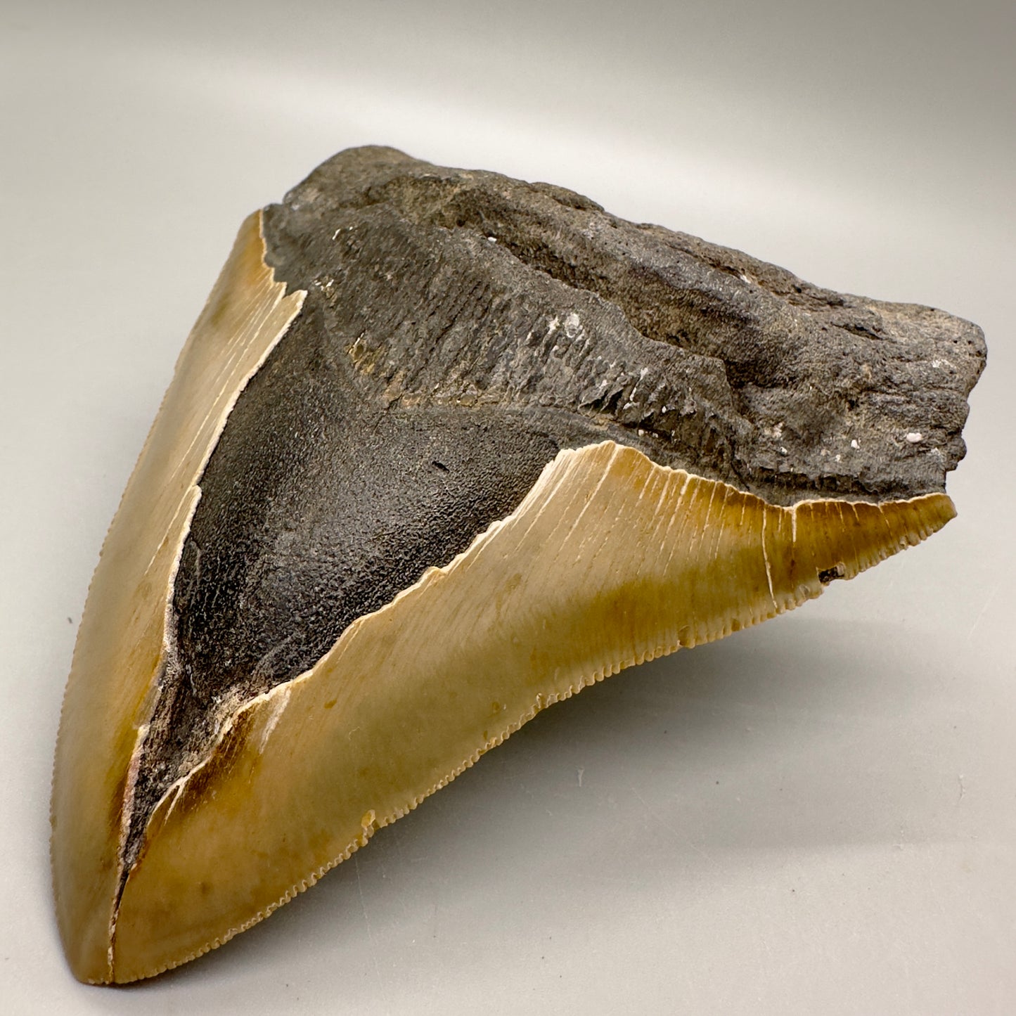 Sharply Serrated, gorgeous colors 5.03" Fossil Megalodon Tooth - North Carolina MJ122 - Front right