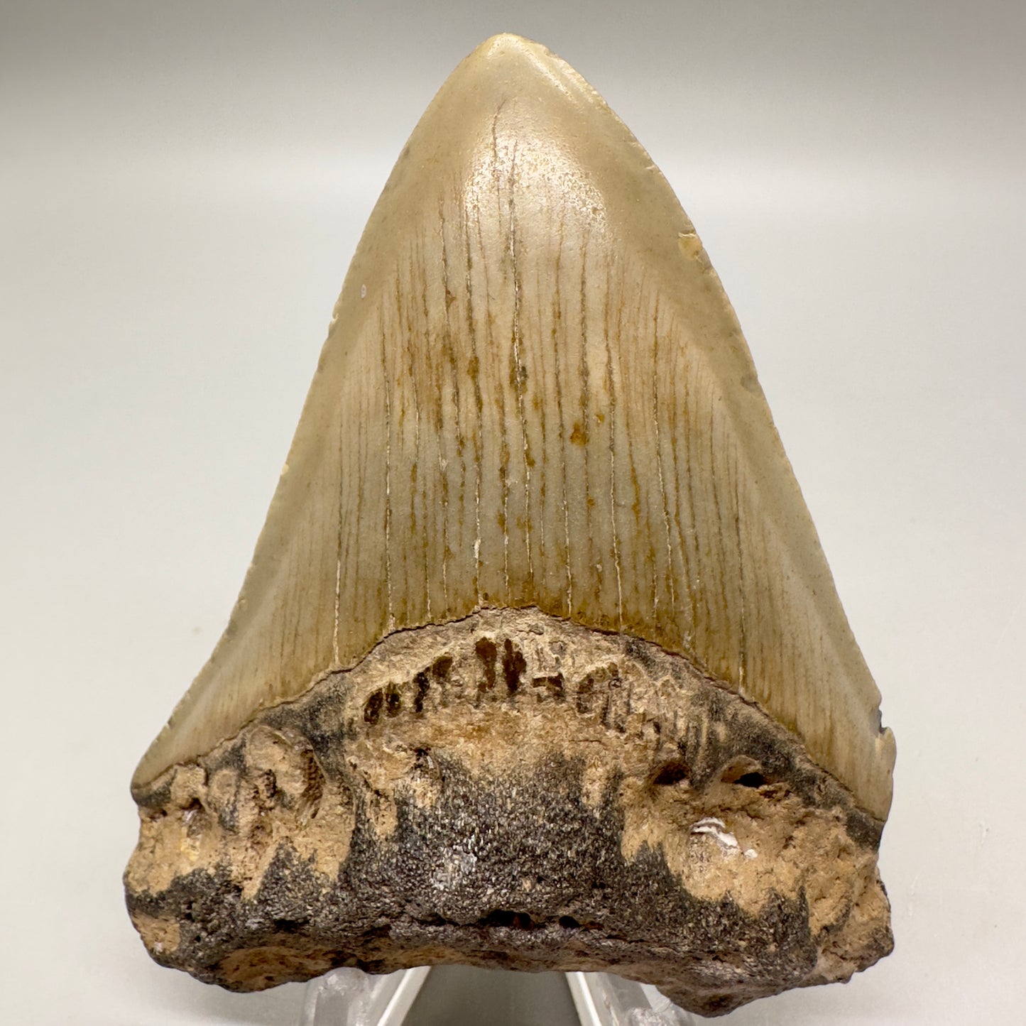 Affordable, colorful 3.43" Fossil Megalodon Tooth from North Carolina MJ109 - Front