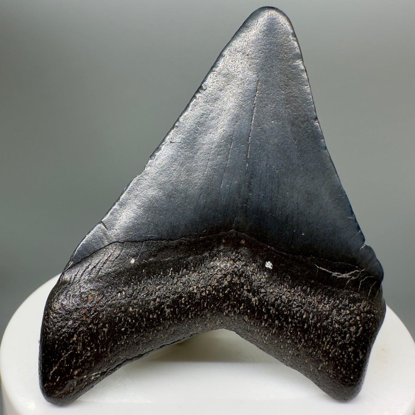 Dark Colors 2.43" Fossil Megalodon Tooth from South Carolina MJ141 - Back