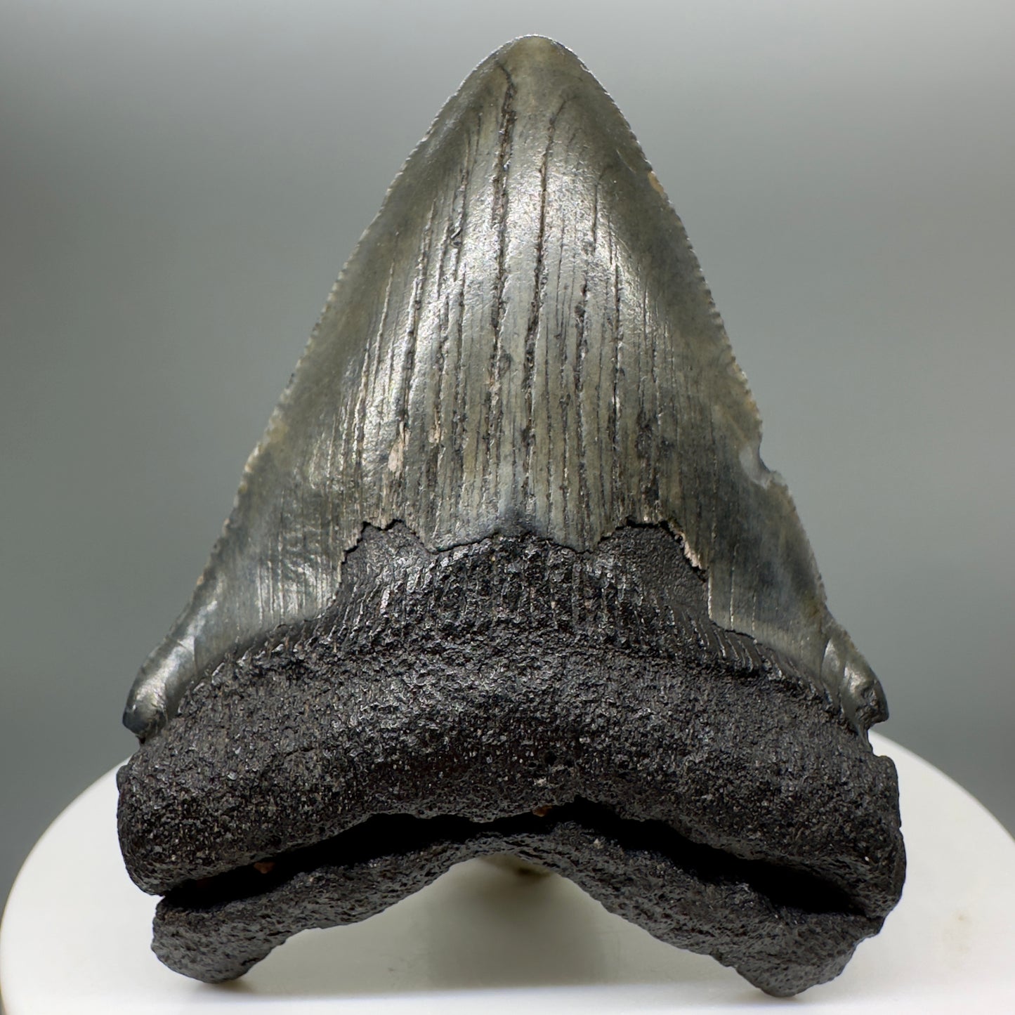 Colorful 2.31" Fossil Megalodon Tooth from South Carolina MJ140 - Front