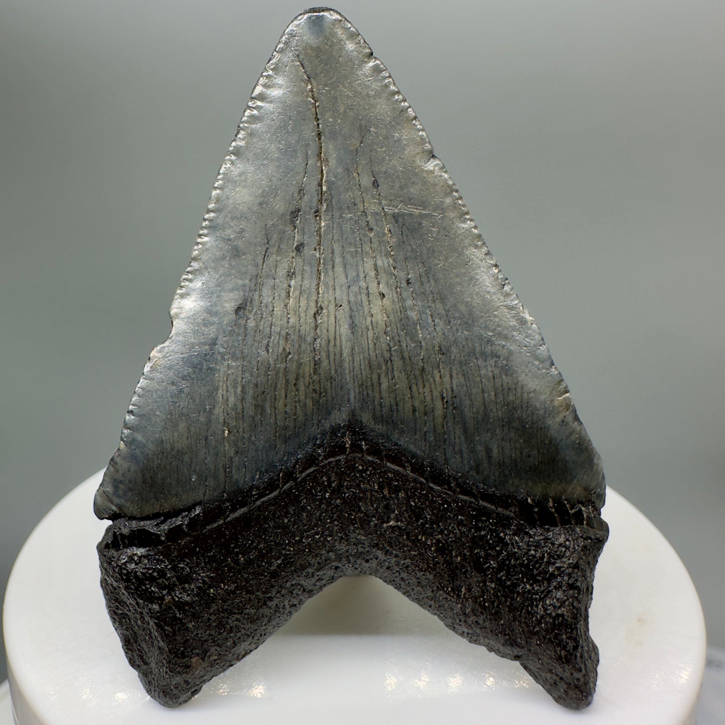 Colorful 2.31" Fossil Megalodon Tooth from South Carolina MJ140 - Back