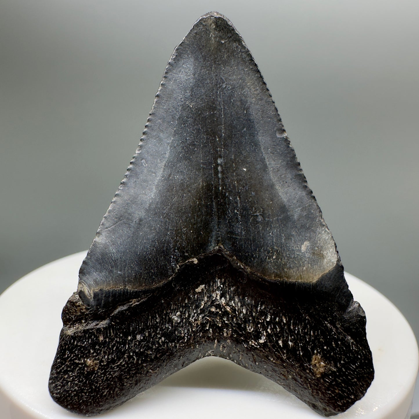 Dark colors, serrated 1.92" Fossil Megalodon Tooth from South Carolina MJ137 - Back