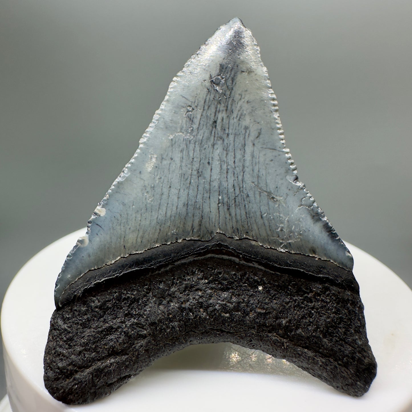 Grey, serrated 2.05" Fossil Megalodon Tooth from South Carolina MJ138 - Back