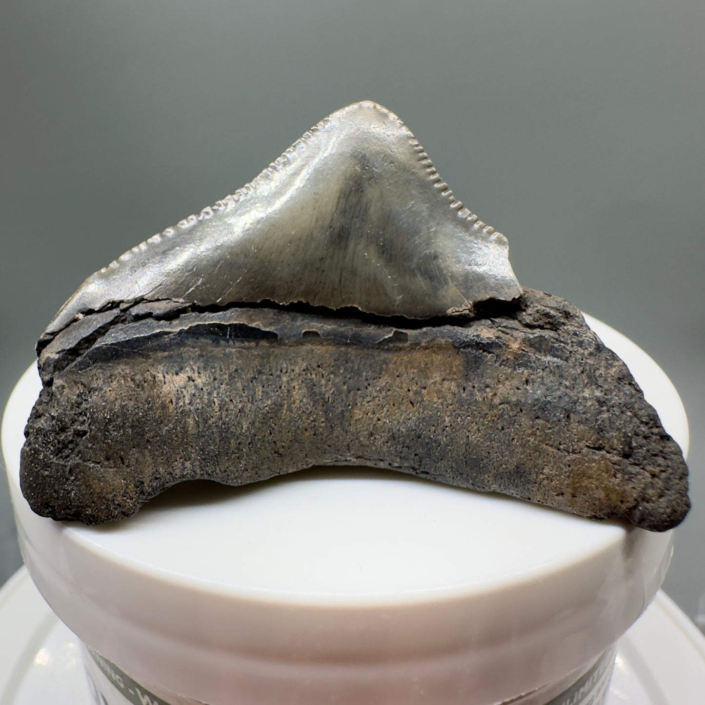 Posterior, serrated 2.07" Fossil Megalodon Tooth from South Carolina MJ139 - Back