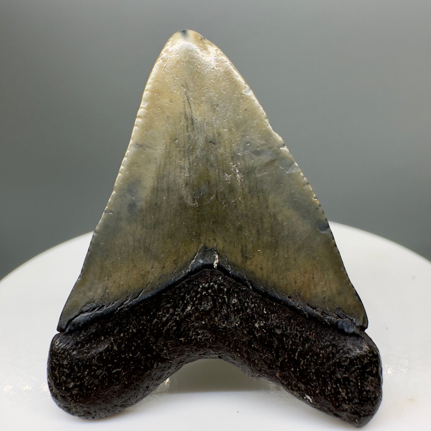 Baby anterior 1.60" Fossil Megalodon Tooth from South Carolina MJ135 - Back