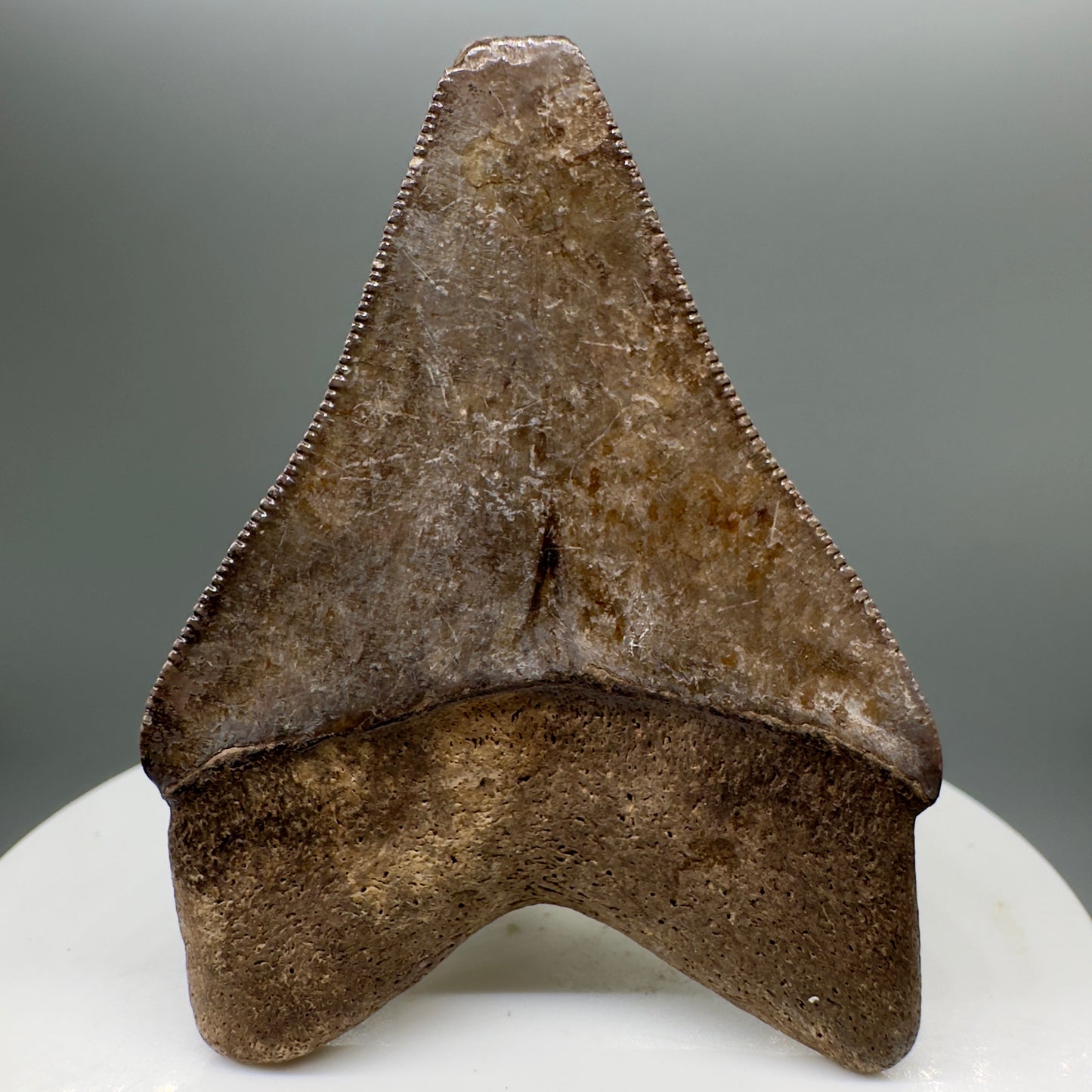 Brown, serrated 2.18" Fossil Megalodon Tooth from Georgia MJ143 - Back