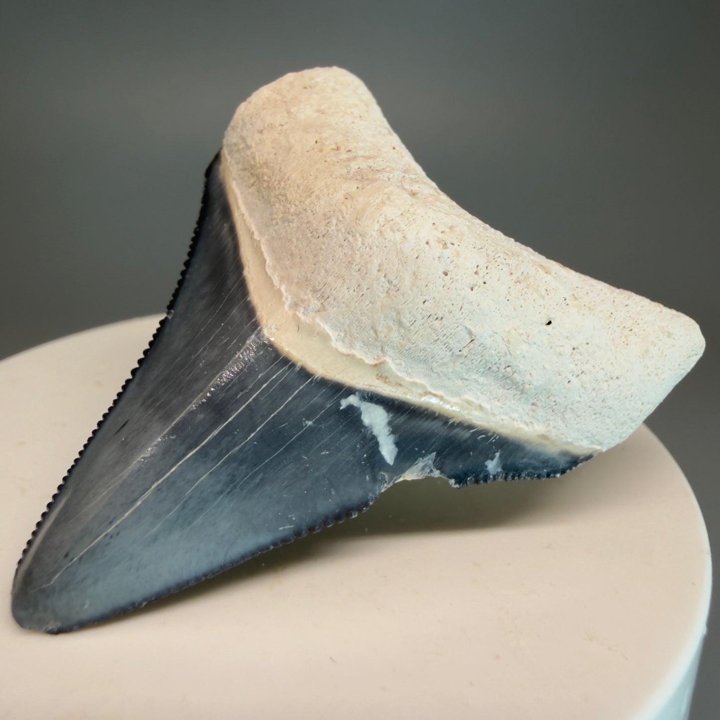 Colorful 2.04" Sharply Serrated Fossil Megalodon Tooth from Bone Valley, FL MJ190 - Front Right