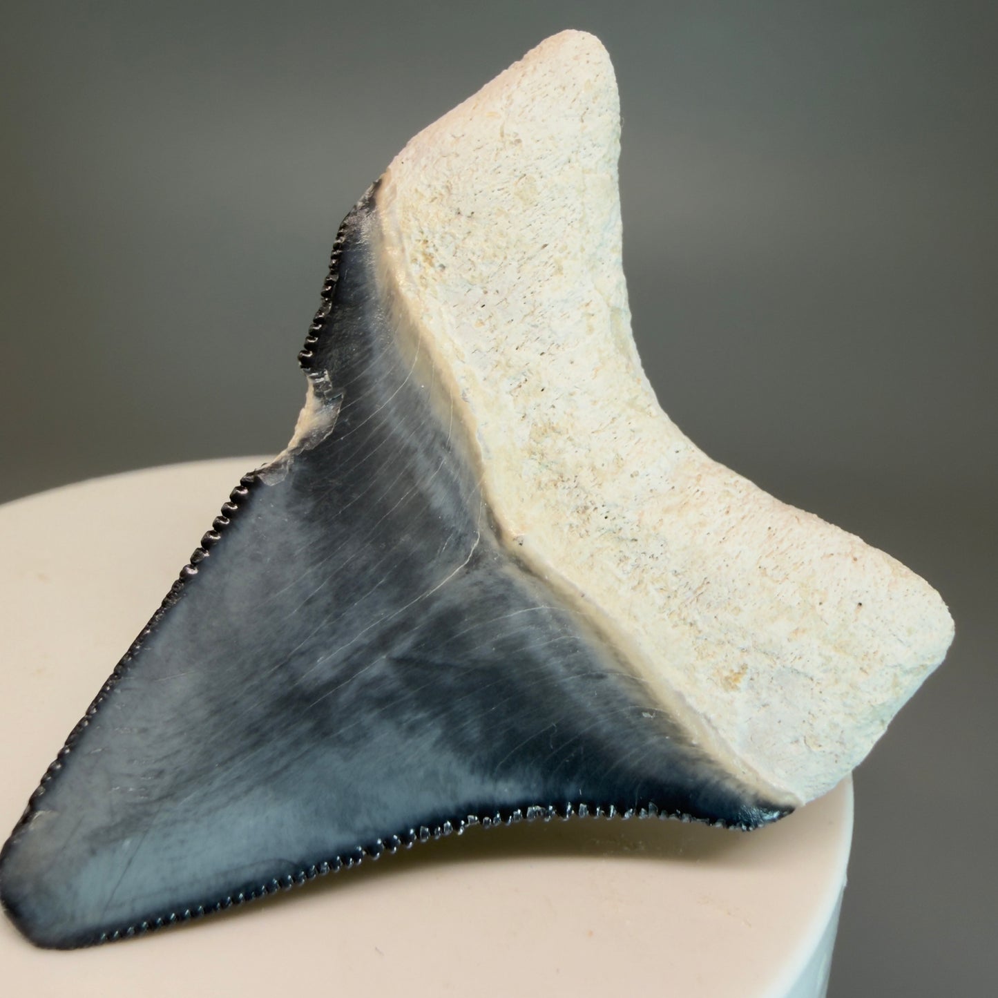 Colorful 2.04" Sharply Serrated Fossil Megalodon Tooth from Bone Valley, FL MJ190 - Back right