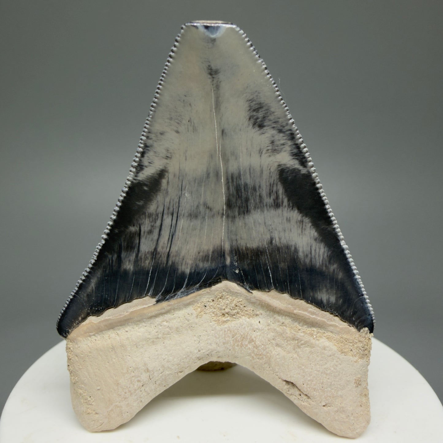 Gorgeous prints 2.43" Sharply Serrated Fossil Megalodon Tooth from Bone Valley, FL MJ191 - Back