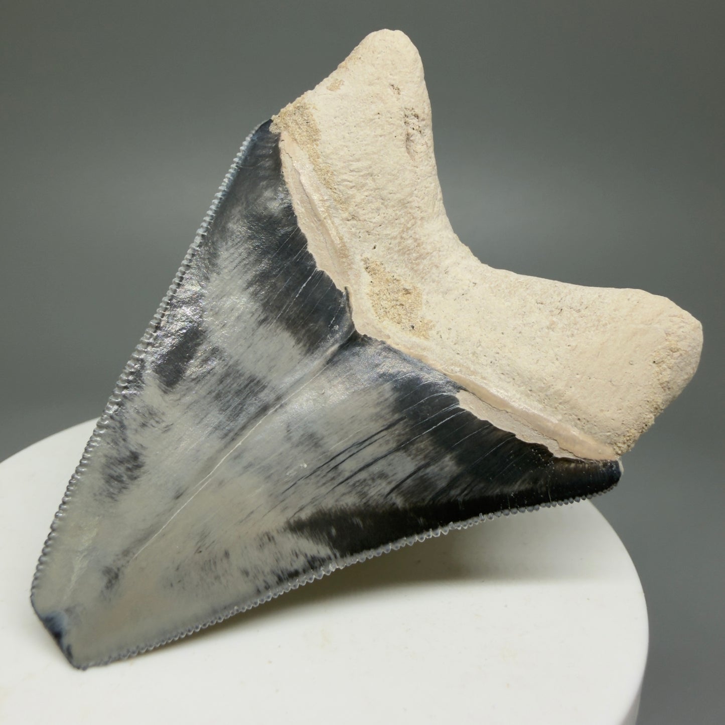Gorgeous prints 2.43" Sharply Serrated Fossil Megalodon Tooth from Bone Valley, FL MJ191 - Back Right