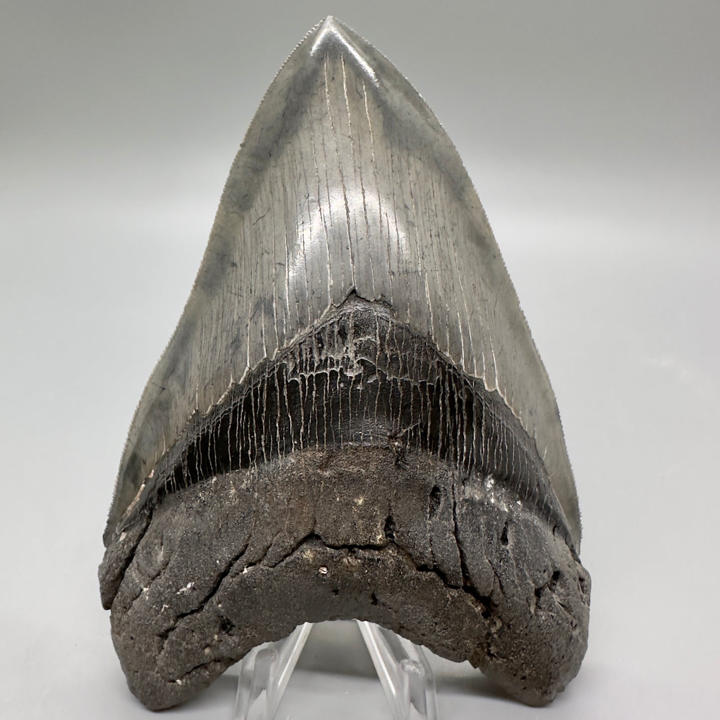 Colorful, sharply serrated 5.24" Fossil Megalodon Tooth - South Carolina MJ164 - Front