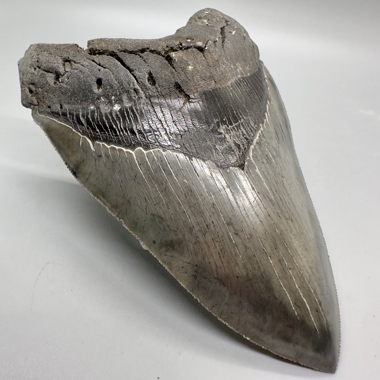 Colorful, sharply serrated 5.24" Fossil Megalodon Tooth - South Carolina MJ164 - Front Left