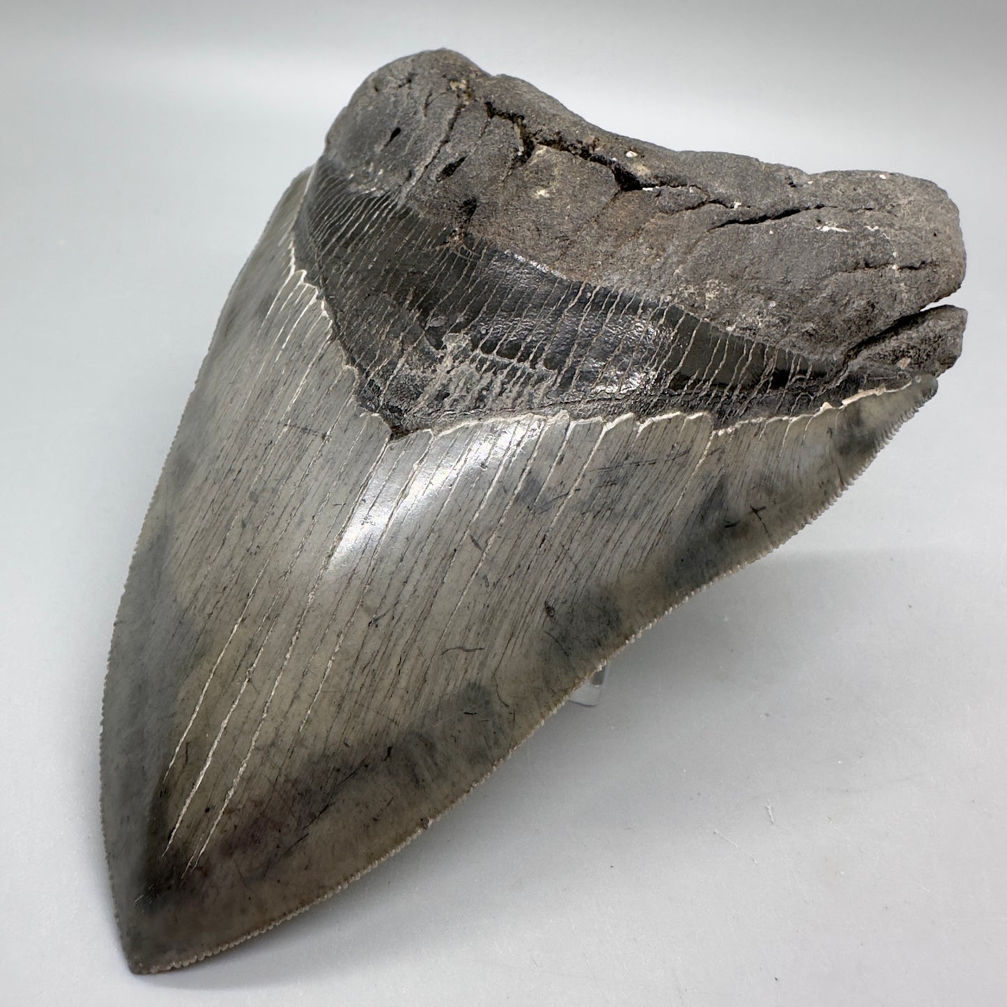 Colorful, sharply serrated 5.24" Fossil Megalodon Tooth - South Carolina MJ164 - Front Right