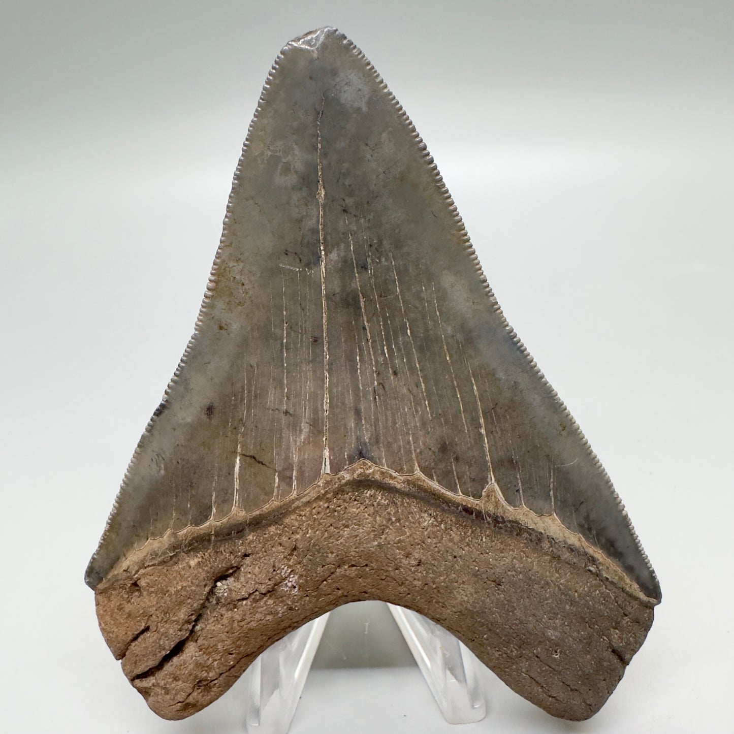 Colorful, sharply serrated 3.97" Fossil Megalodon Tooth from South Carolina MJ157 - Back