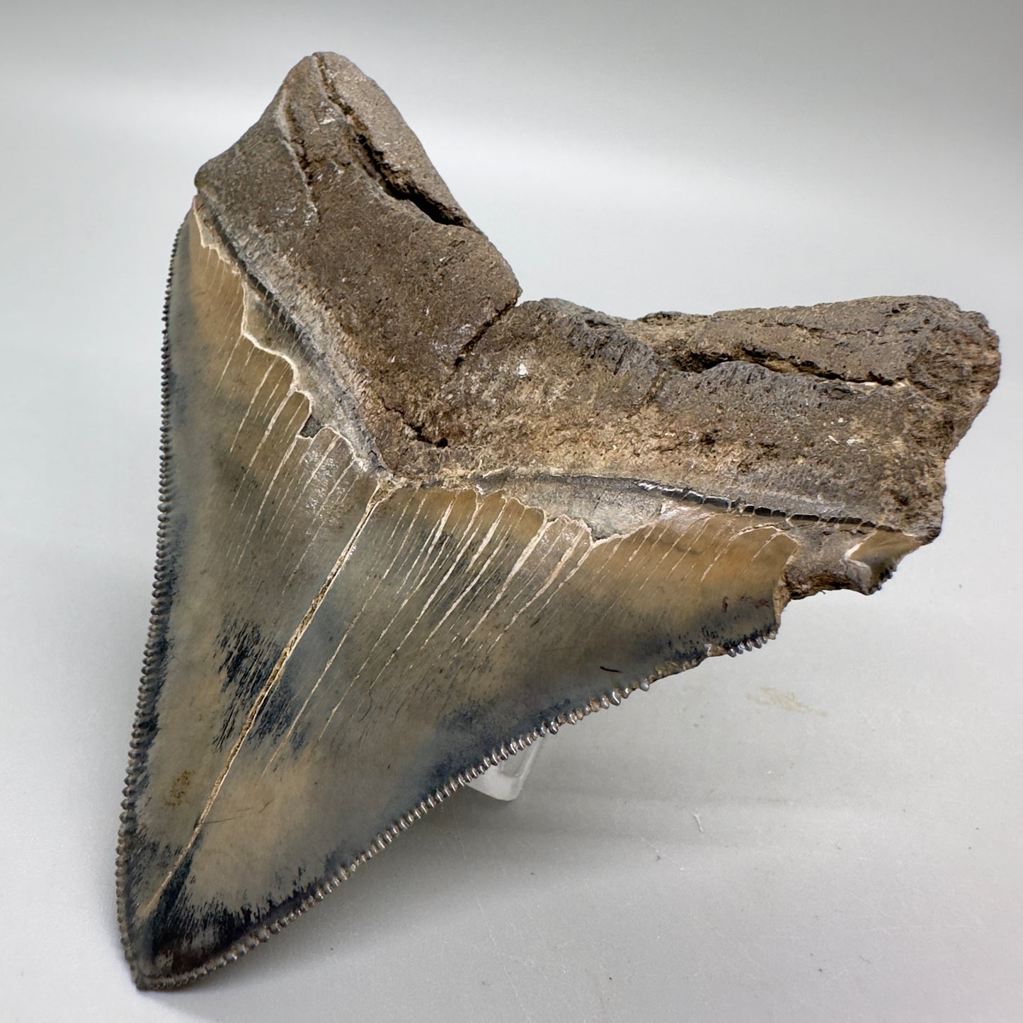 Colorful, sharply serrated Lateral 3.90" Fossil Megalodon Tooth from South Carolina MJ156 - Back Right