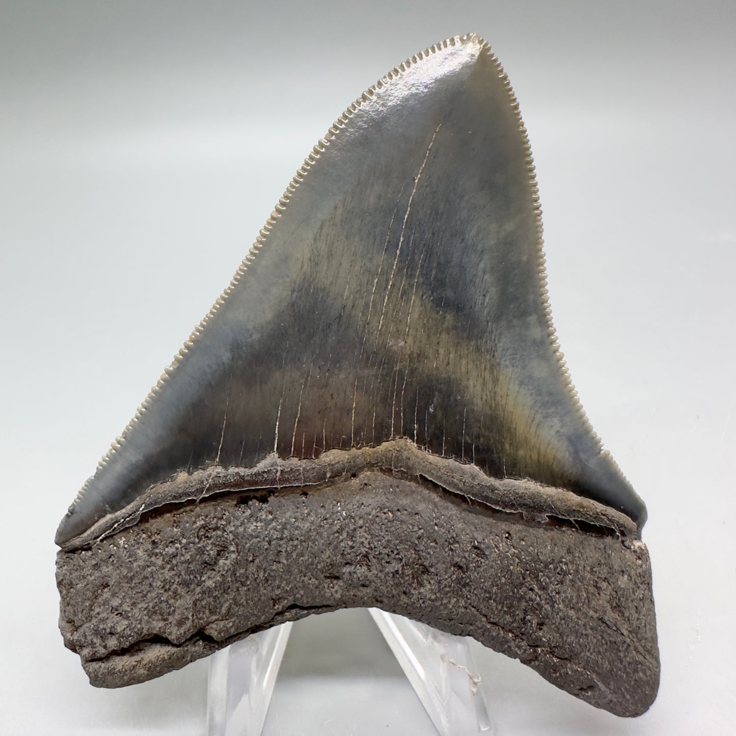 Colorful, sharply serrated 3.54" Fossil Megalodon Tooth from South Carolina MJ153 - Back
