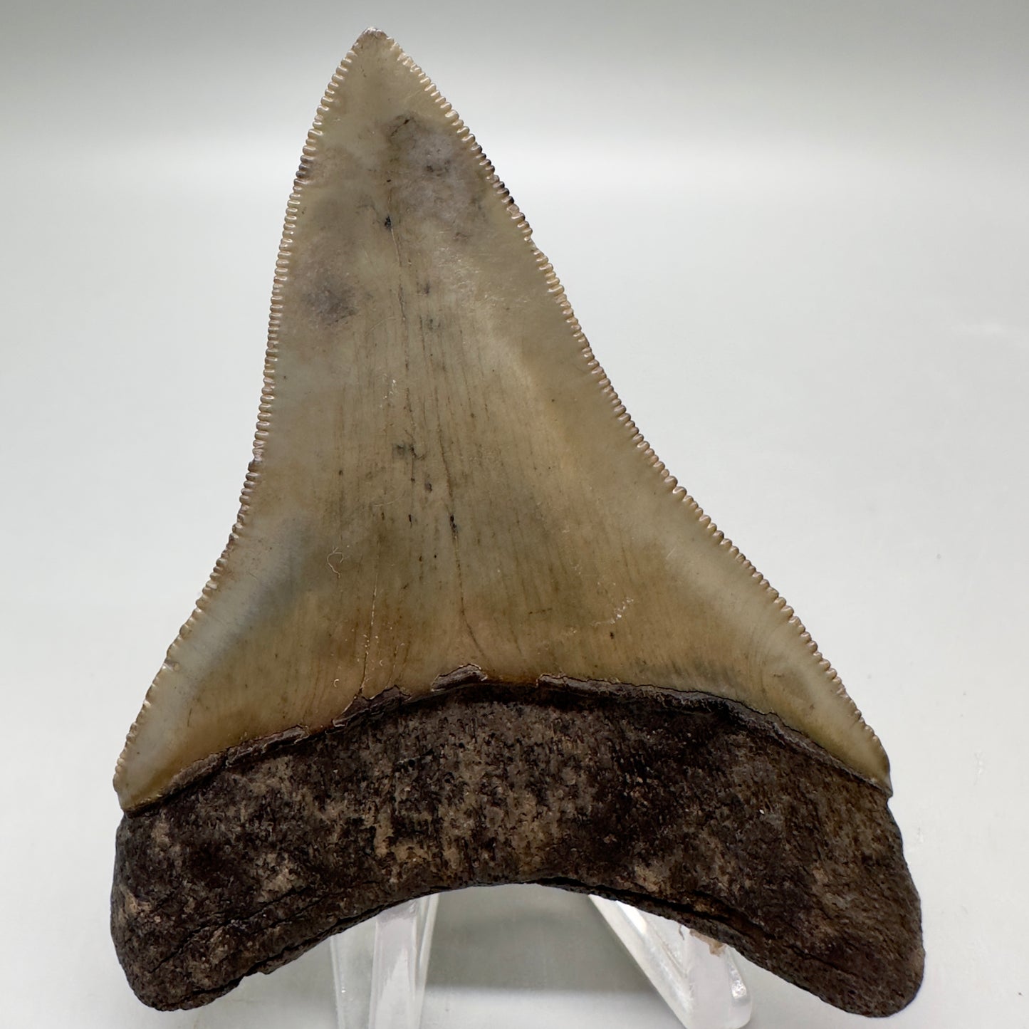 Colorful lower, sharply serrated 3.41" Fossil Megalodon Tooth from South Carolina MJ152 - Back