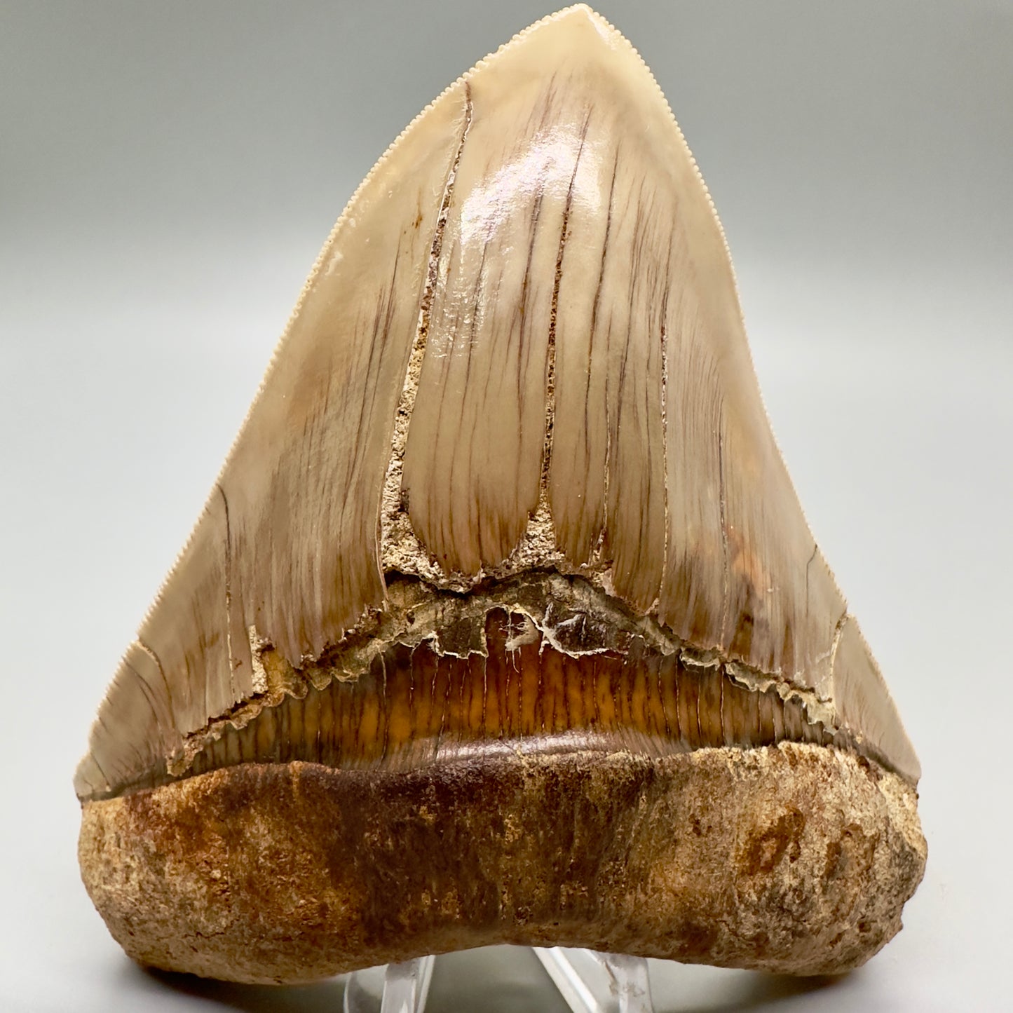 Collector's quality 4.86" x 4.01" Colorful Fossil Megalodon Tooth from Indonesia MJ180 - Front