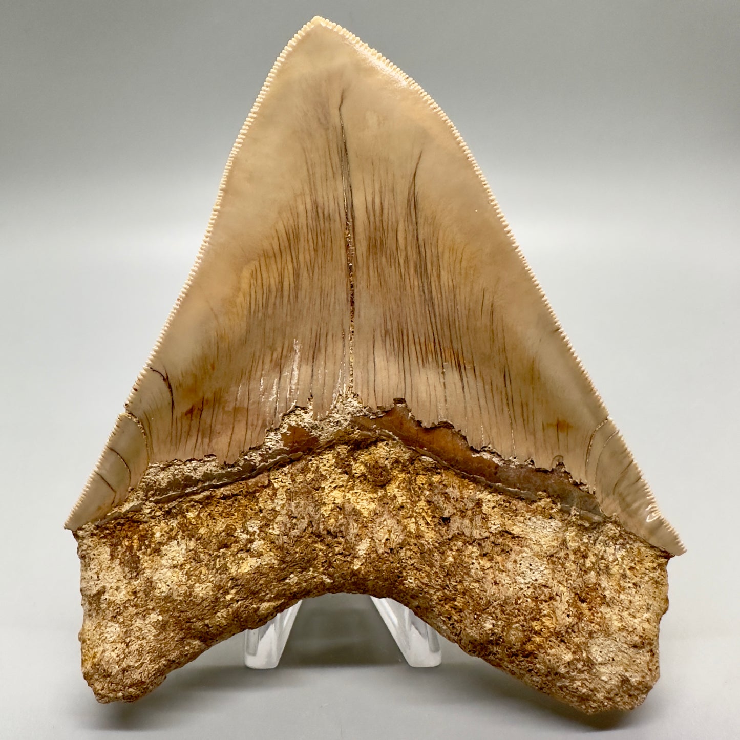 Collector's quality 4.86" x 4.01" Colorful Fossil Megalodon Tooth from Indonesia MJ180 - Back