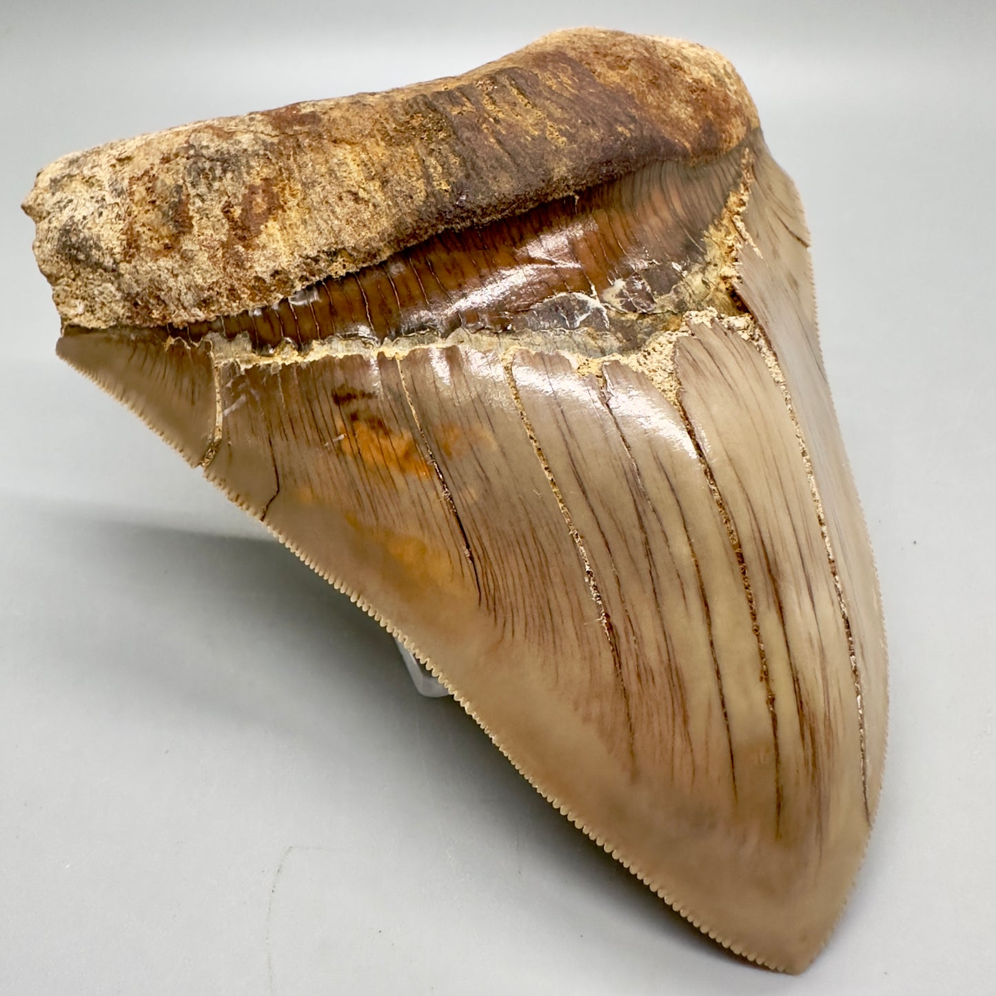 Collector's quality 4.86" x 4.01" Colorful Fossil Megalodon Tooth from Indonesia MJ180 - Front Left