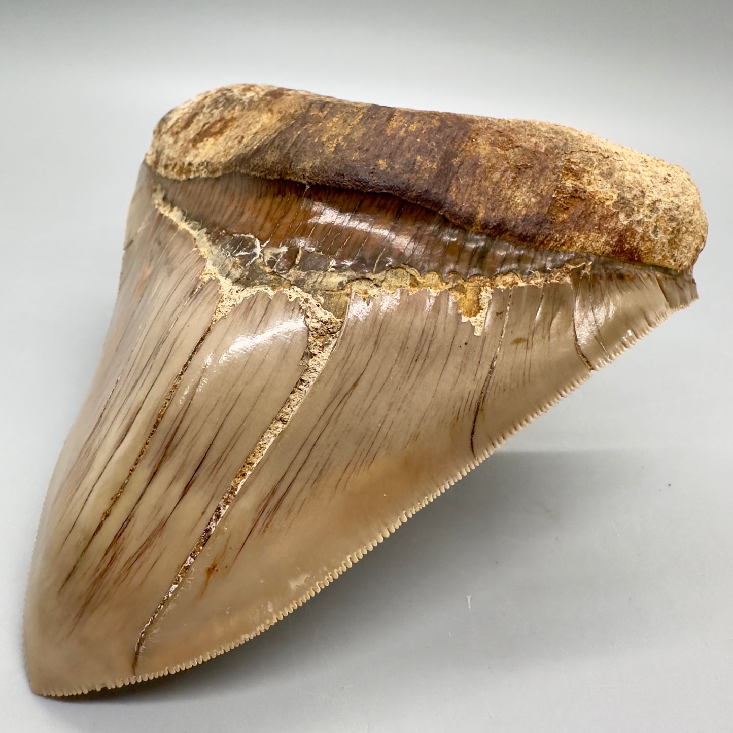Collector's quality 4.86" x 4.01" Colorful Fossil Megalodon Tooth from Indonesia MJ180 - Front Right