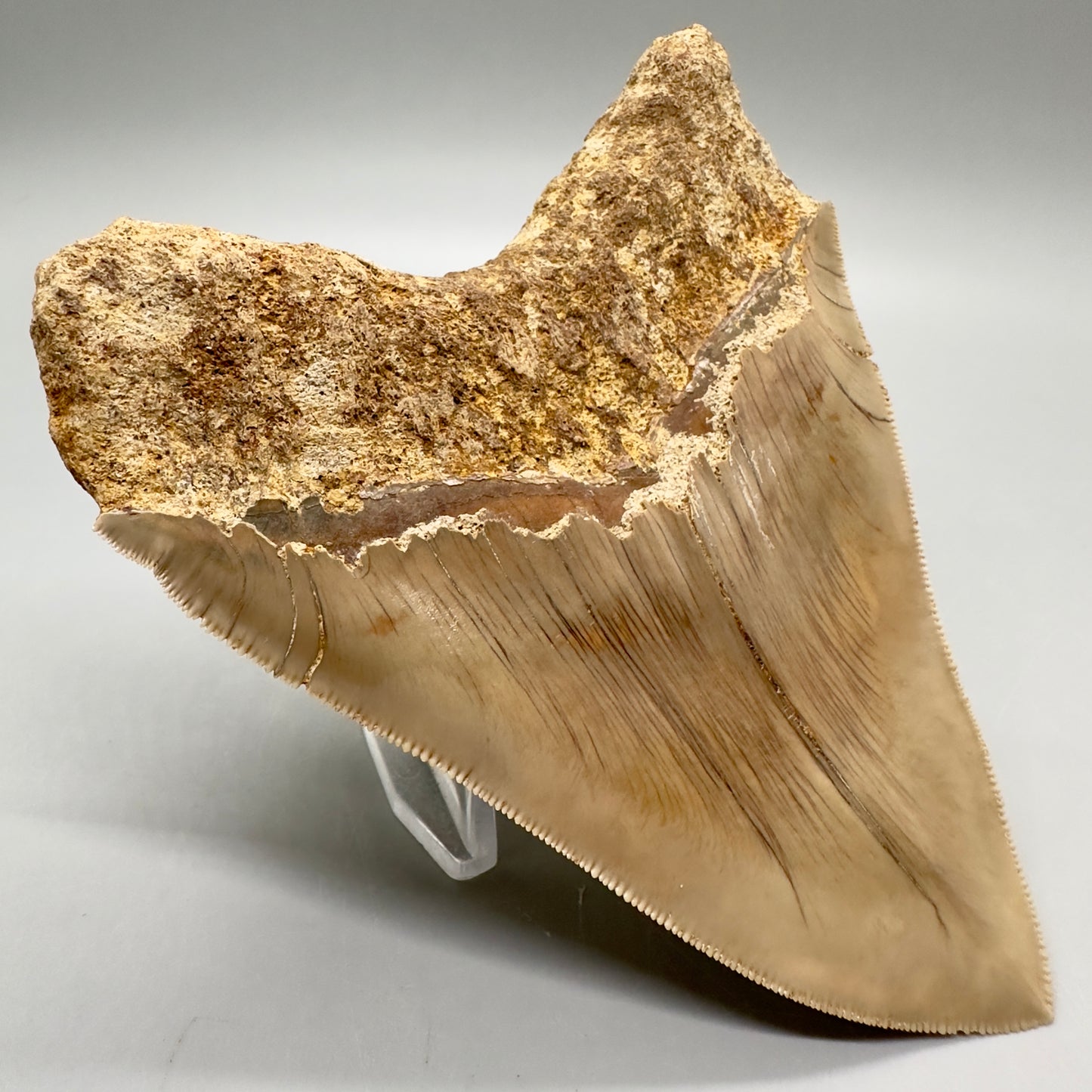 Collector's quality 4.86" x 4.01" Colorful Fossil Megalodon Tooth from Indonesia MJ180 - Back Left