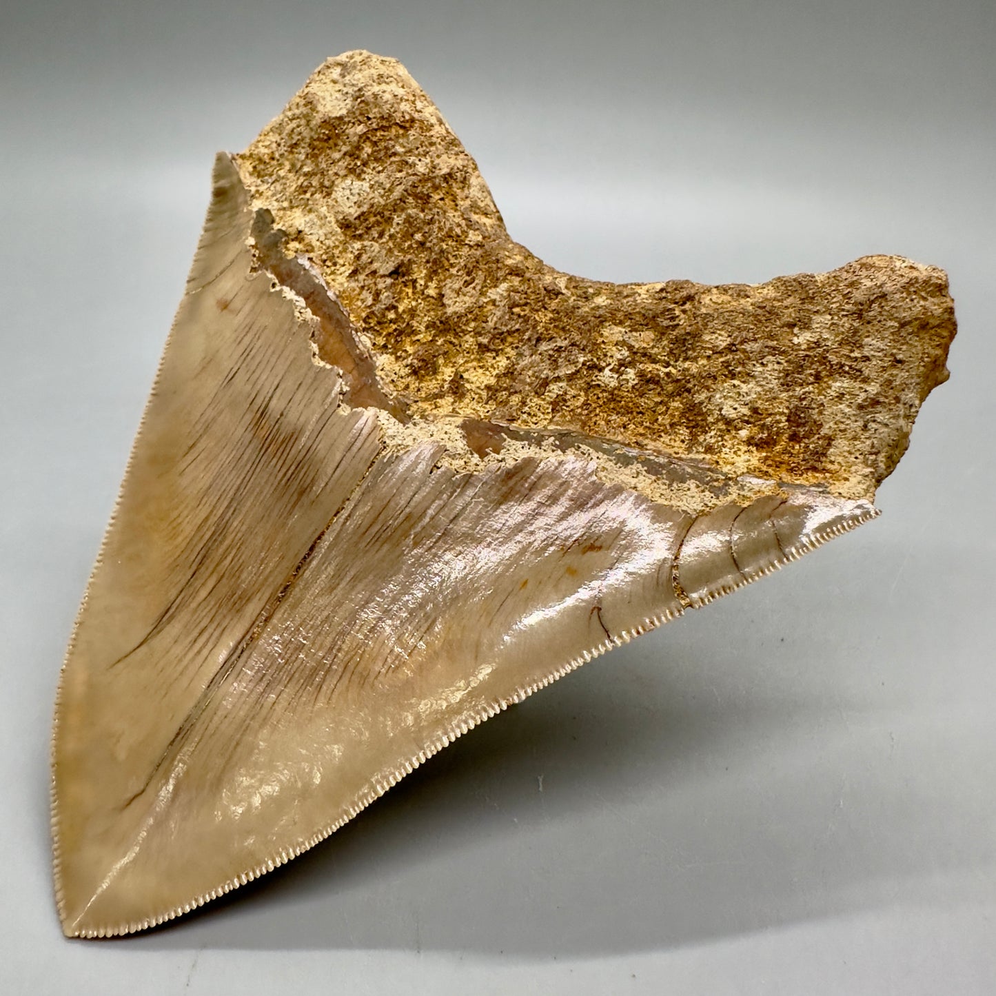 Collector's quality 4.86" x 4.01" Colorful Fossil Megalodon Tooth from Indonesia MJ180 - Back Right