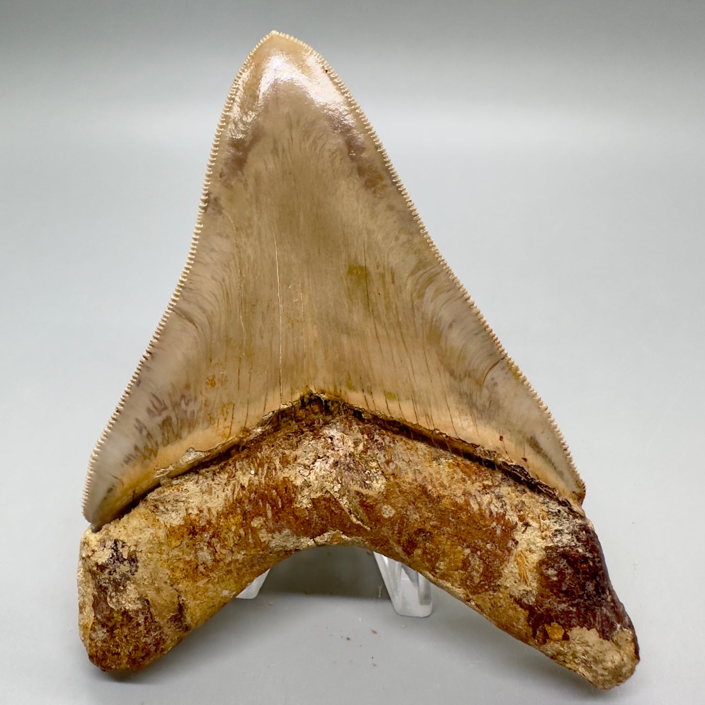 Collector's quality 4.31" Colorful Fossil Megalodon Tooth from Indonesia MJ178 - Back