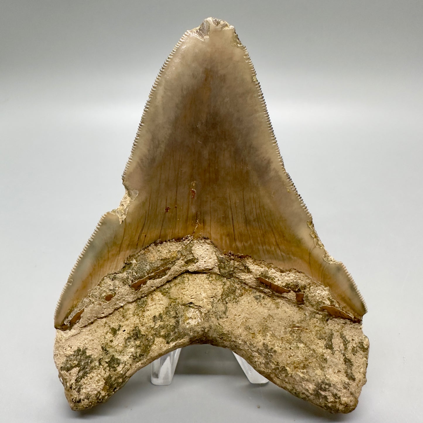 Serrated , very colorful 4.55" Colorful Fossil Megalodon Tooth from Indonesia MJ179 - Back