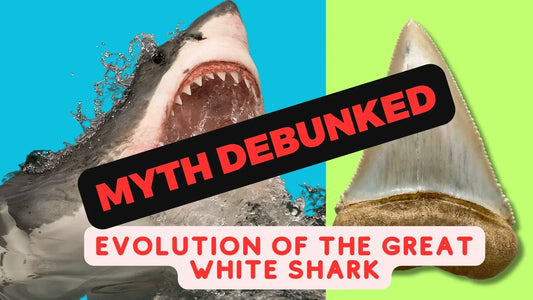 The Evolution of the Modern Great White Shark from Ancient Mako Ancestors - Steve Alter