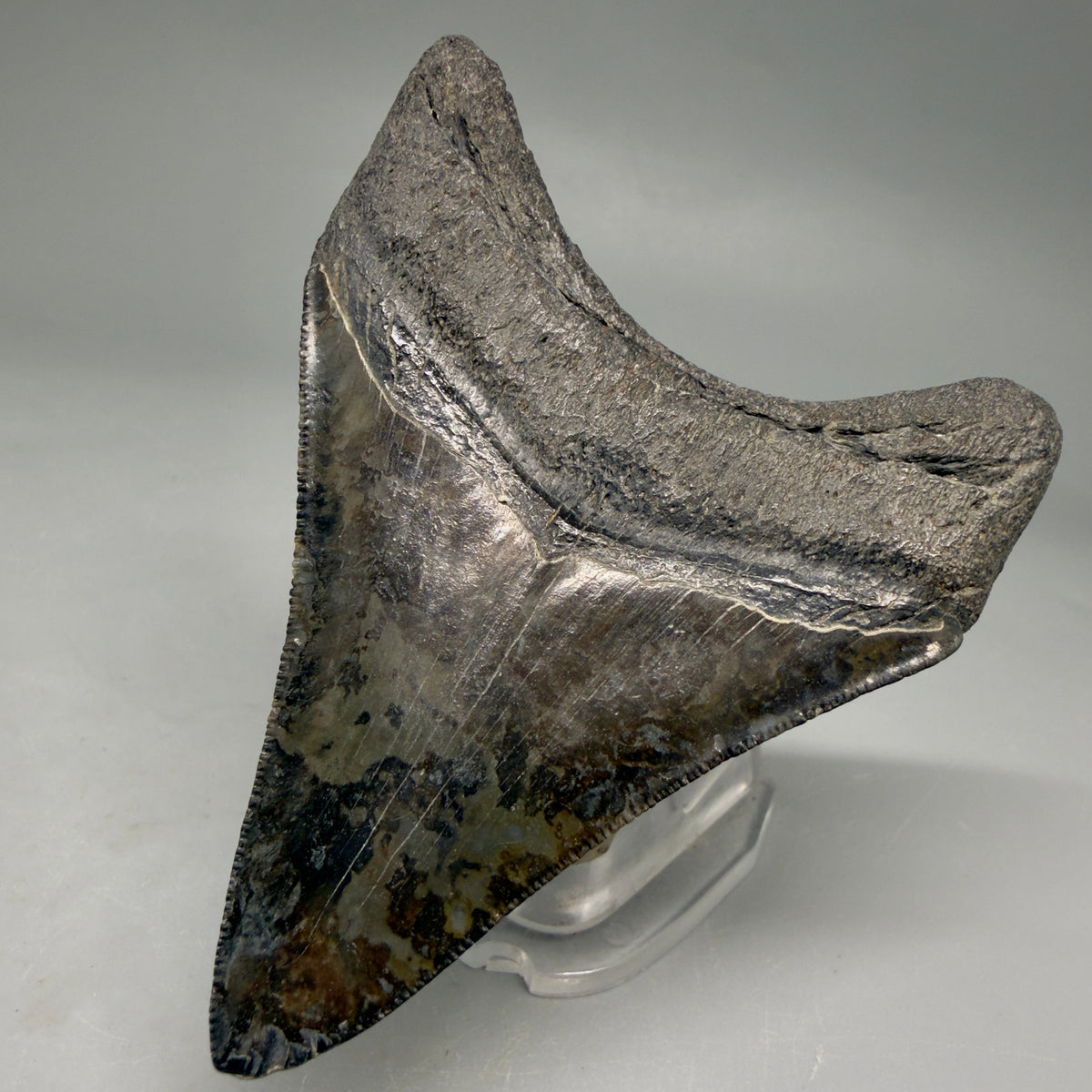 Back Right View Colorful, serrated 3.24" Fossil Megalodon Tooth from South Carolina megalodonteeth.com CM6558
