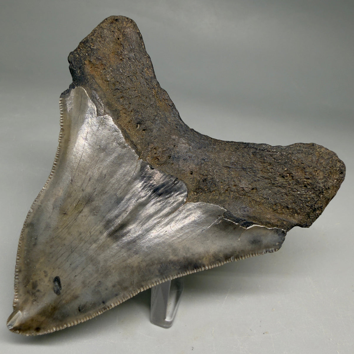 Back Right View Rarely Offered Deformed (Pathological) 3.40" Fossil Megalodon Shark Tooth from South Carolina megalodonteeth.com CM6560
